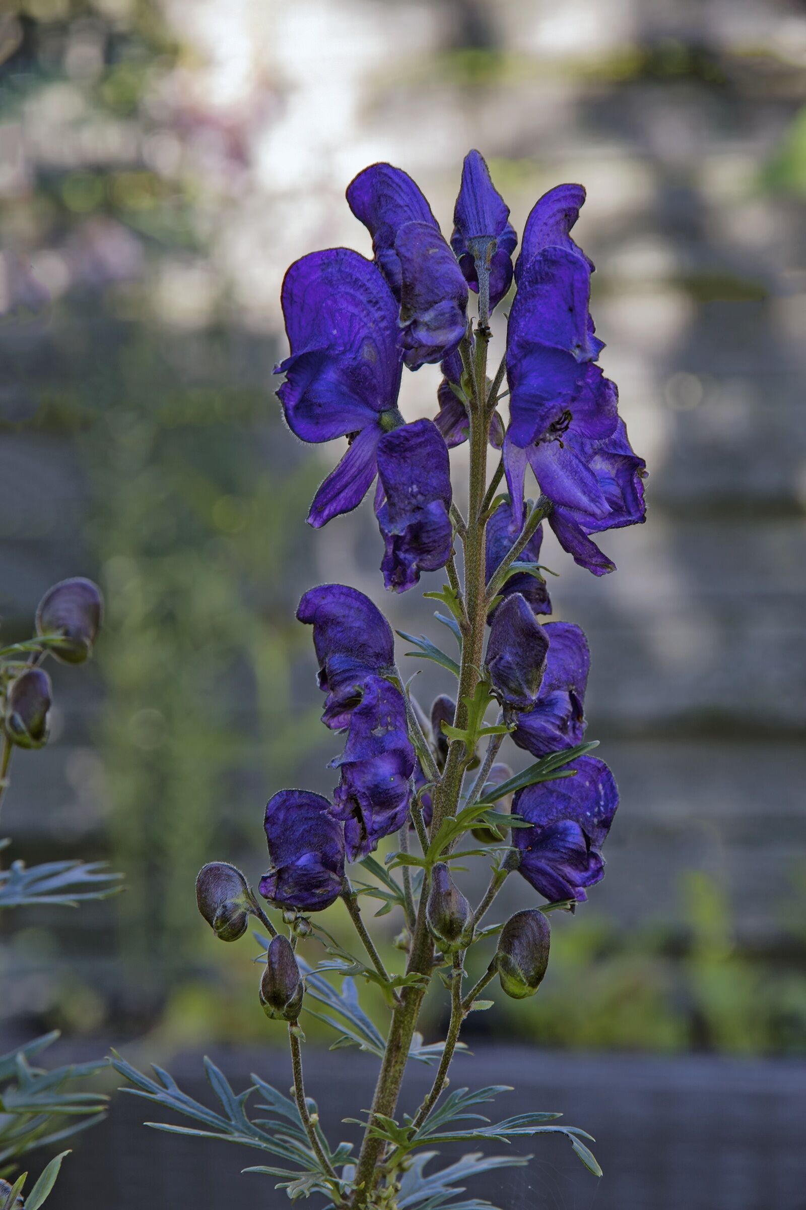 Canon EOS 7D sample photo. Monkshood, blue, dark purple photography