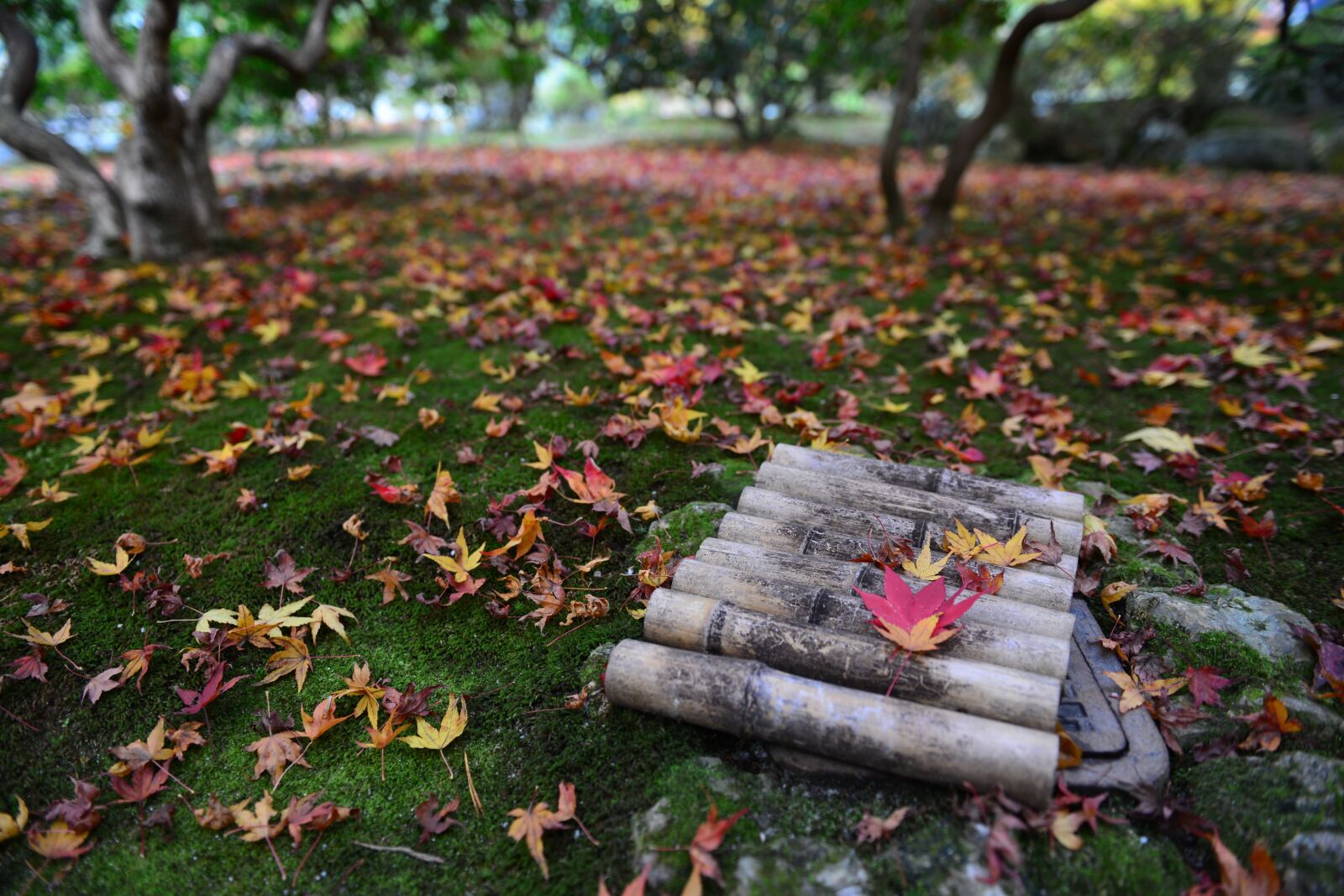 Nikon D600 sample photo. Japan, maple leaves, autumn photography