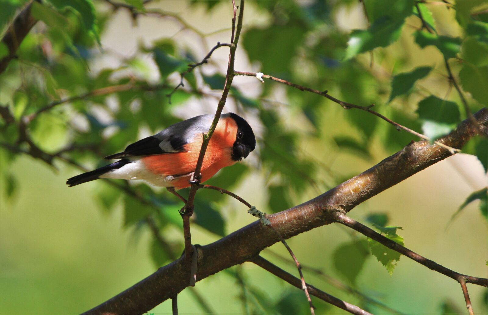 Canon EOS 7D sample photo. Bullfinch, gimpel, feeding place photography