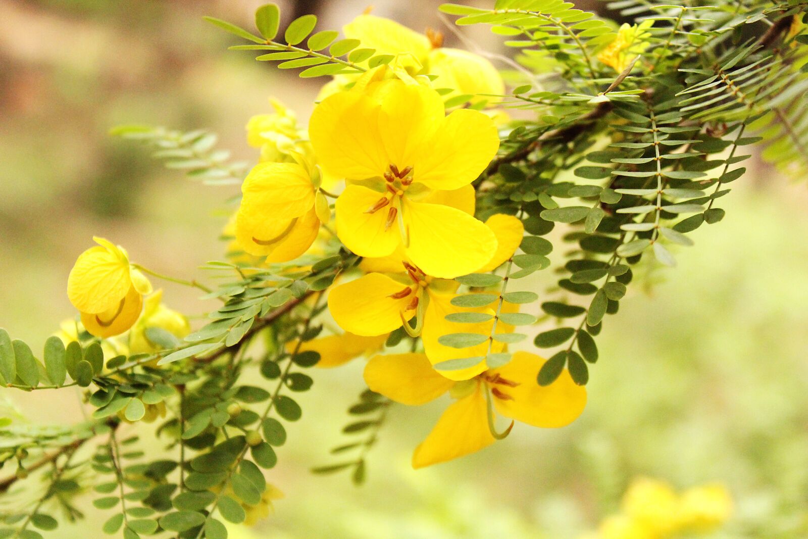 Canon EOS 600D (Rebel EOS T3i / EOS Kiss X5) sample photo. Nature, yellow, bright photography