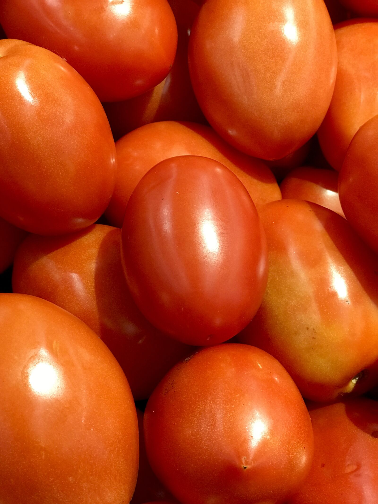 Apple iPhone 7 Plus sample photo. Tomato, red, ripe photography