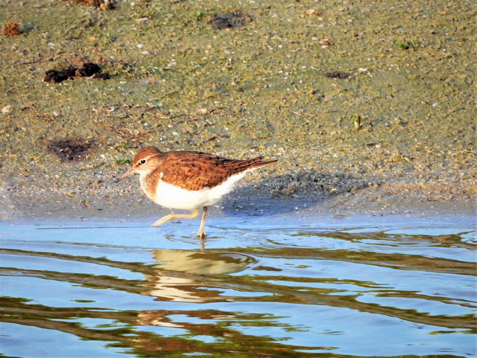 Nikon Coolpix P1000 sample photo. Common sandpiper, steltvogel, steltvogel photography