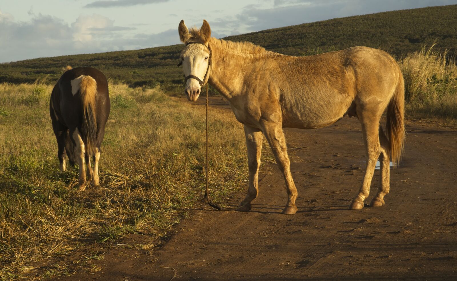 Sony FE 24-105mm F4 G OSS sample photo. Mule, equine, horse photography