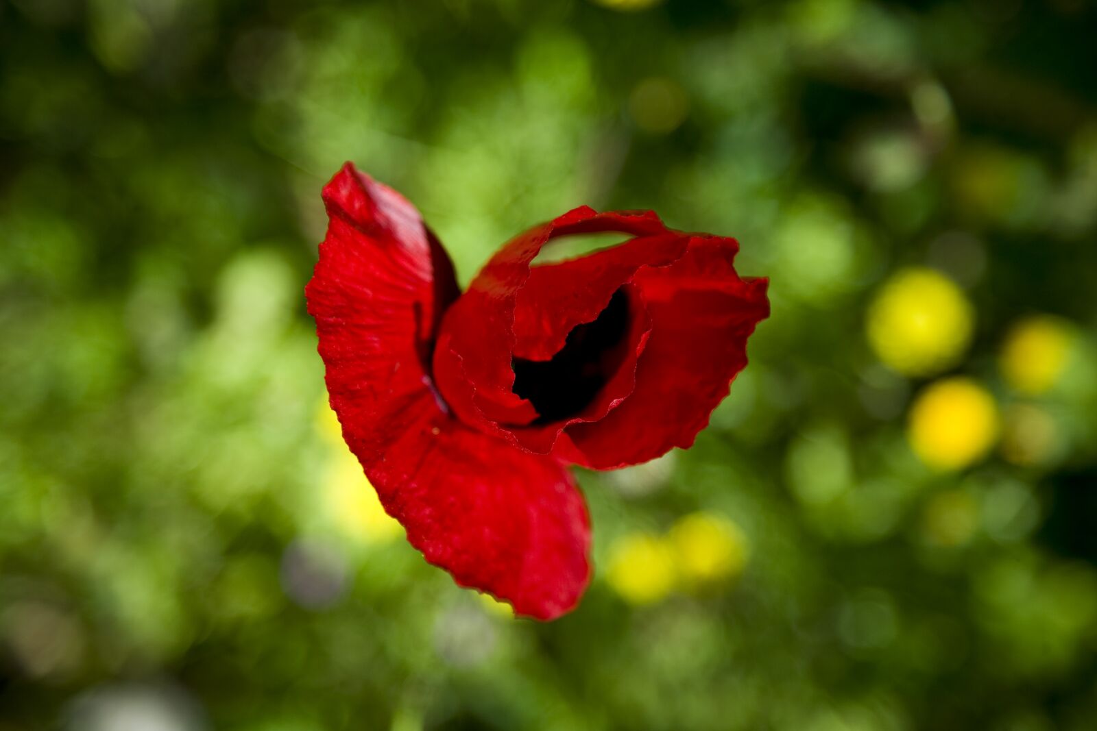 Canon EOS 5D sample photo. Papaver rhoeas, flower, nature photography
