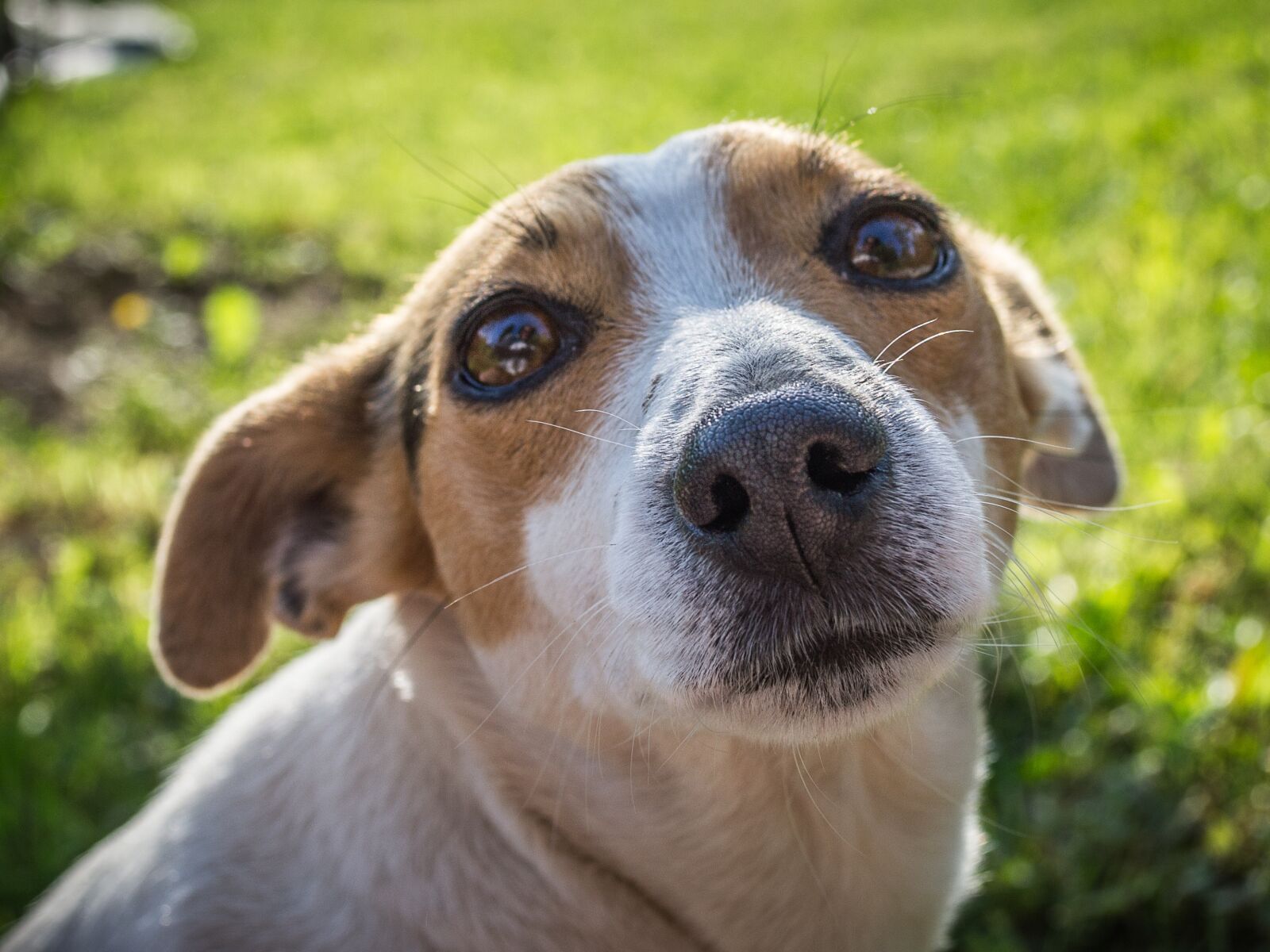 Nikon D3100 sample photo. Dog, animal, pet photography