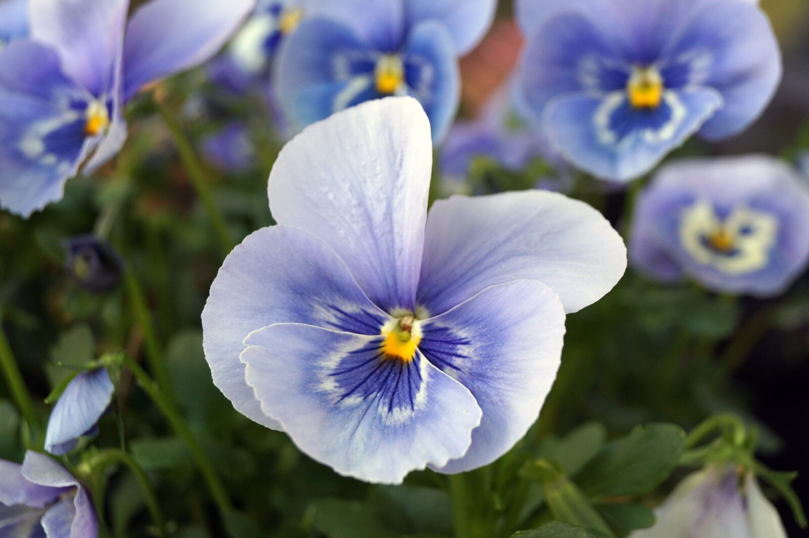 Sony DT 18-55mm F3.5-5.6 SAM II sample photo. Flower, plant, nature photography