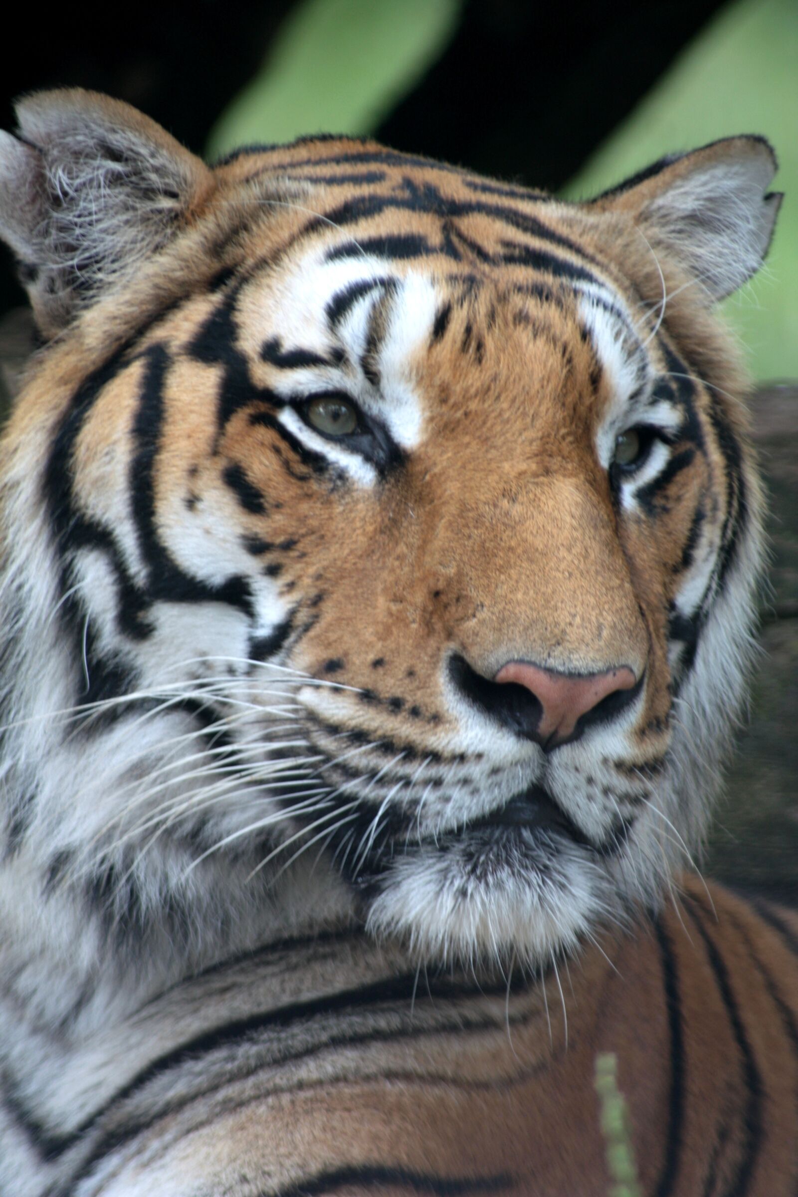 Canon EOS 450D (EOS Rebel XSi / EOS Kiss X2) sample photo. Tiger, africa, drawing photography