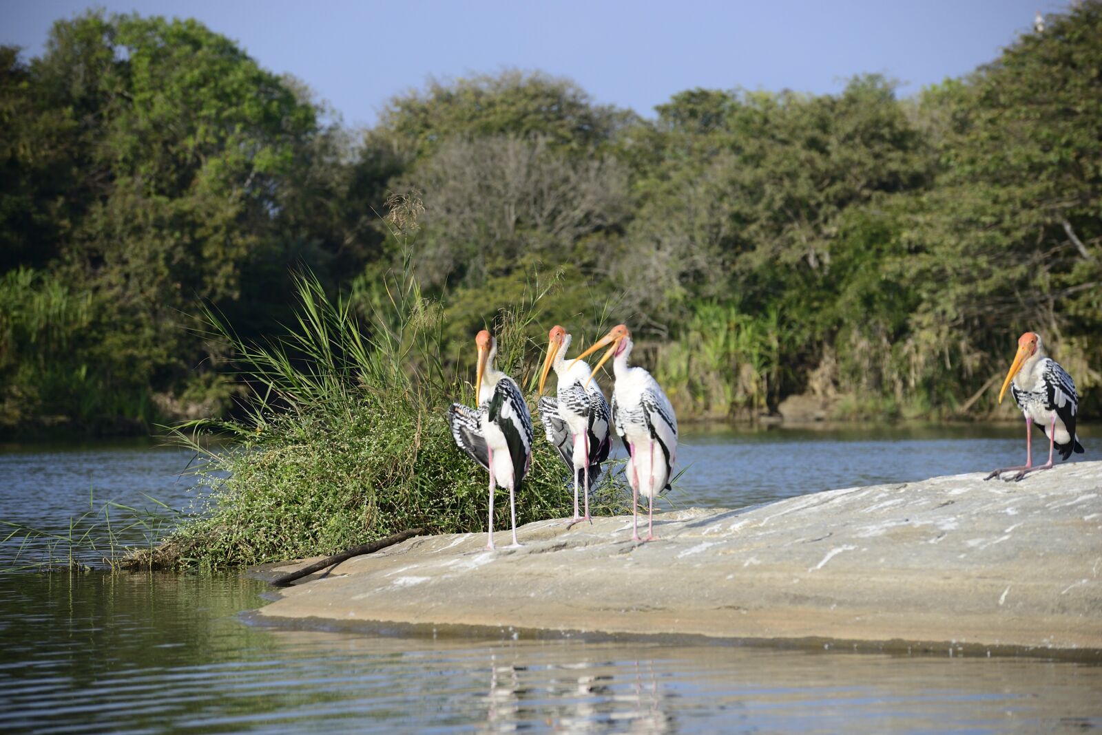 Nikon D800 sample photo. Birds, hornbill, lakeside photography