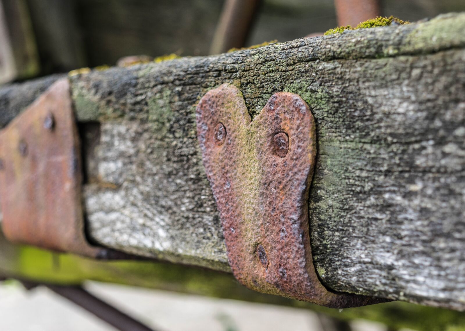 Nikon D3300 sample photo. Iron, forged, ornament photography