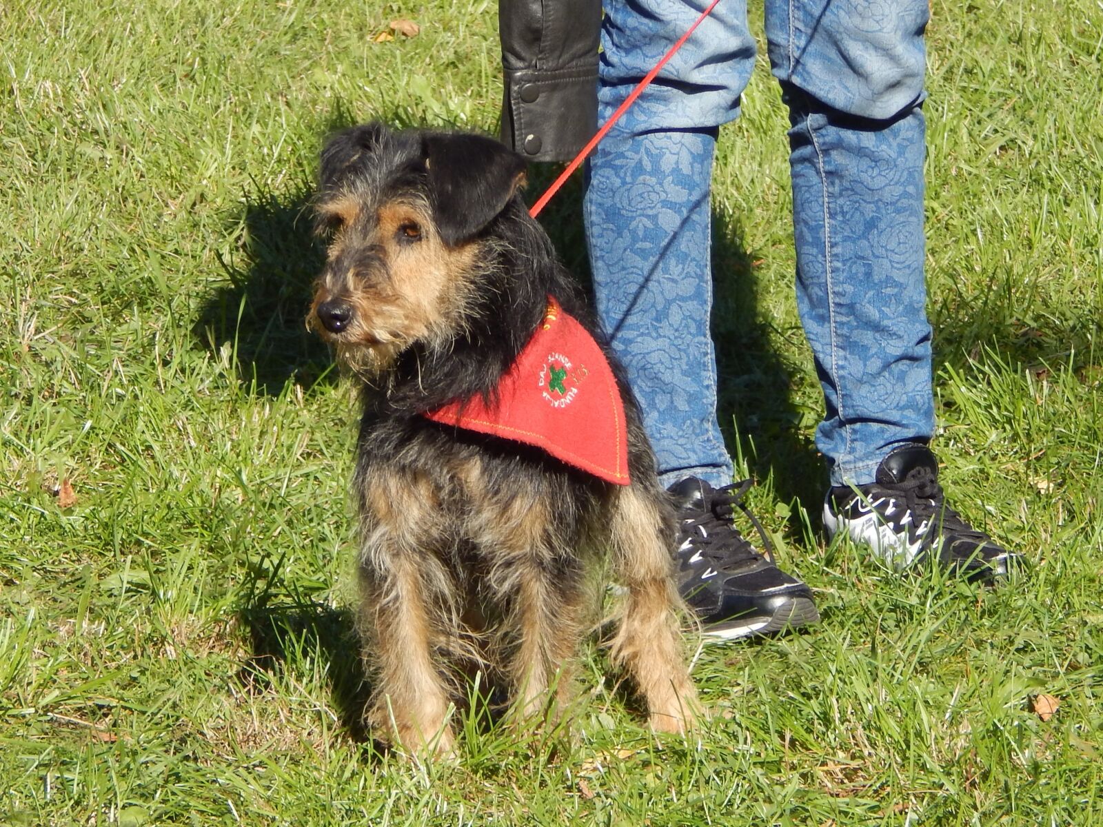 Nikon Coolpix L820 sample photo. Dog, show dogs, parade photography