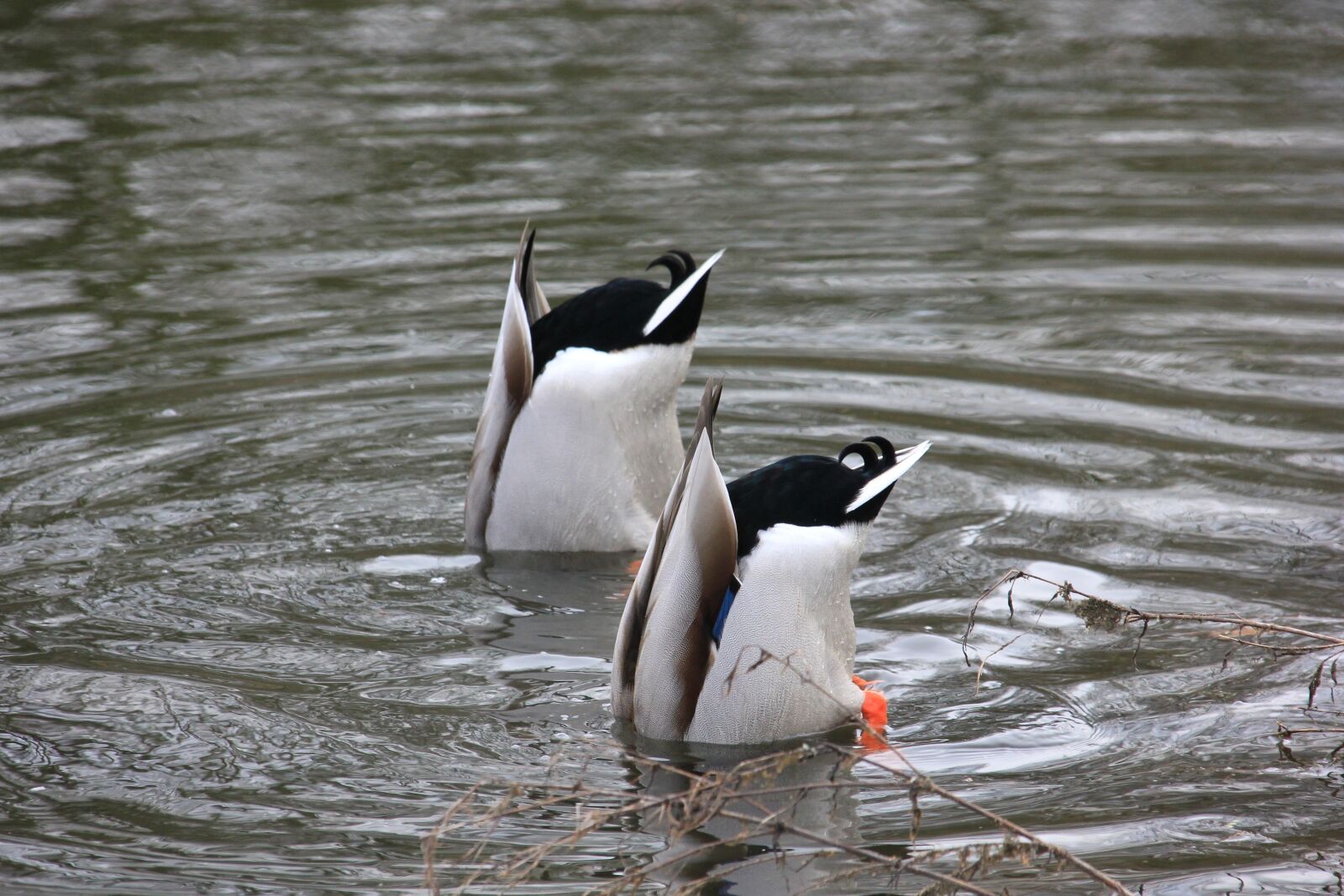 Canon EOS 550D (EOS Rebel T2i / EOS Kiss X4) sample photo. Waterfowl, drake, water photography