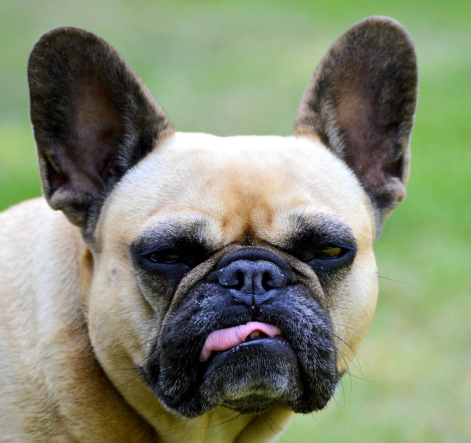 Nikon D3200 sample photo. French bulldog, pet, dog photography