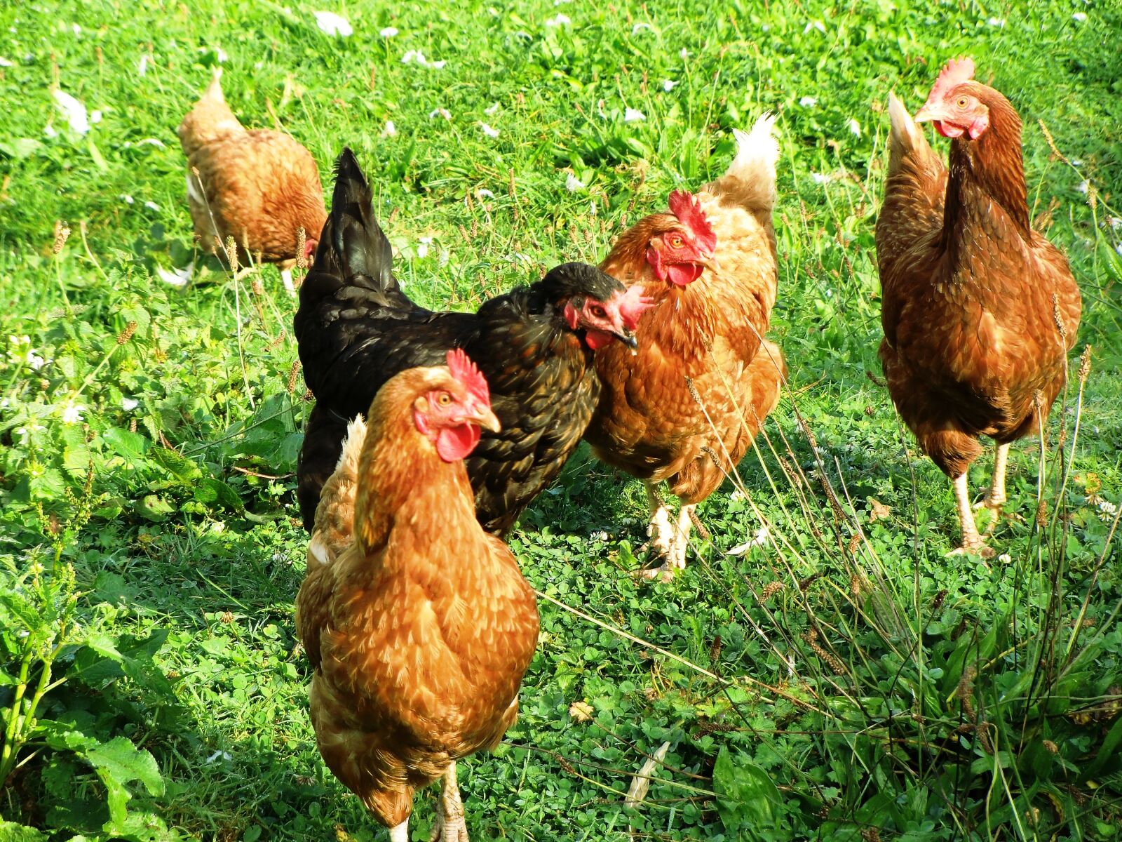 CASIO EX-H10 sample photo. Chickens, poultry, agriculture photography