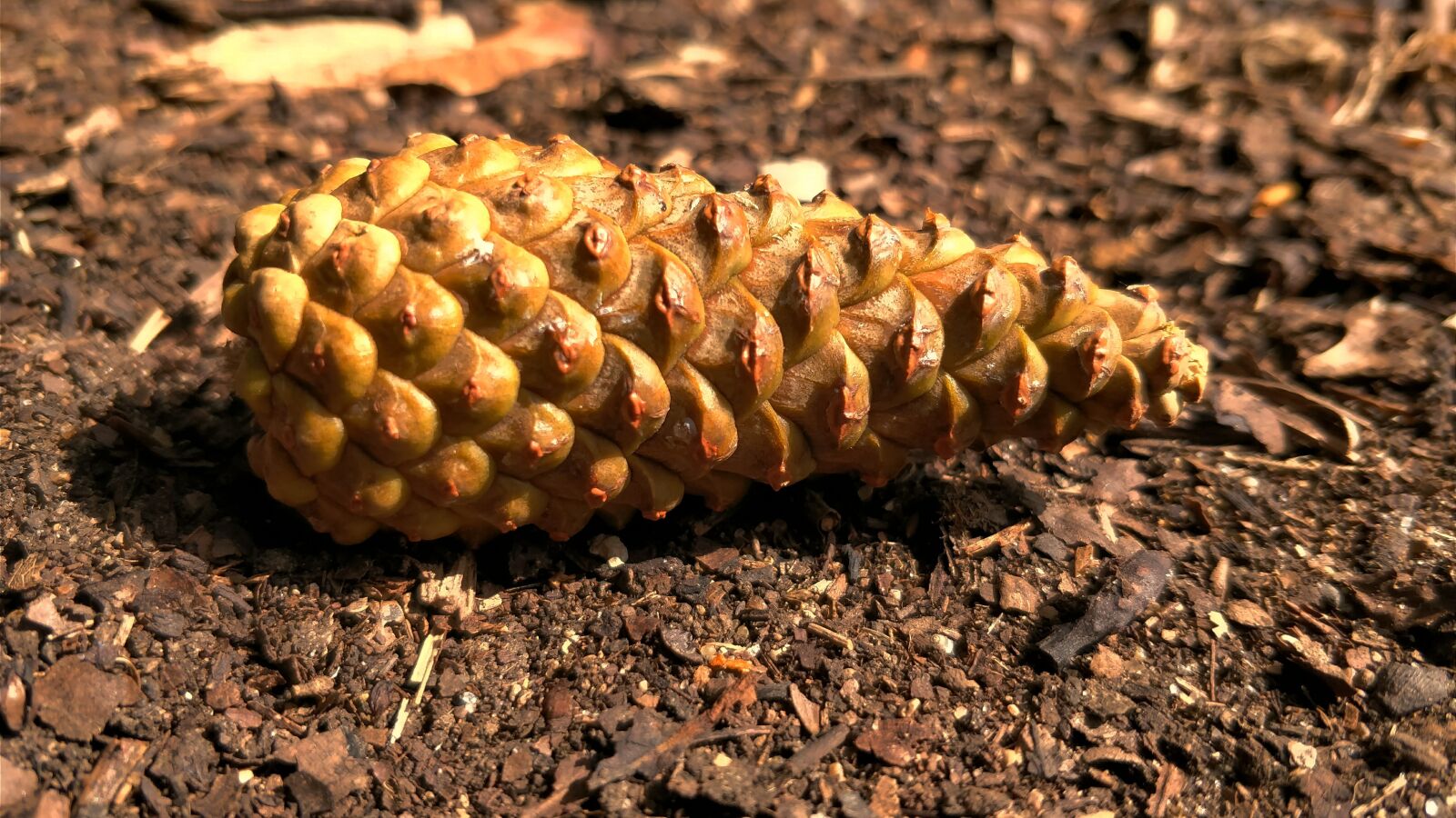 OnePlus 5 sample photo. Pine cone, small, brown photography
