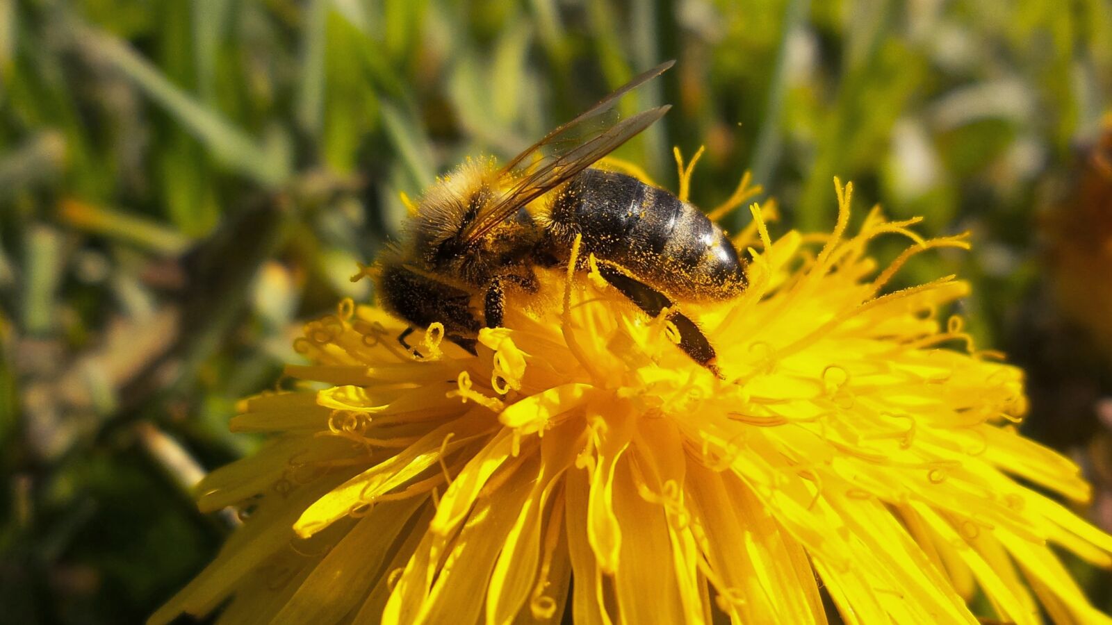 Samsung Galaxy S4 Zoom sample photo. Bee, hardworking, pameliška photography