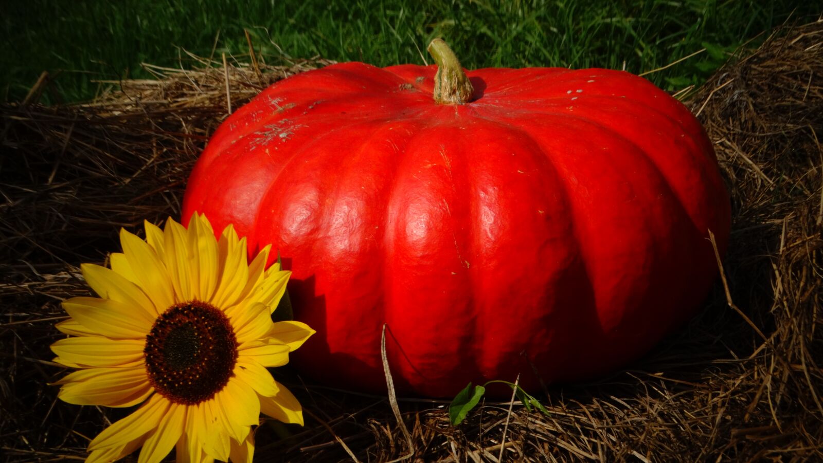Sony Cyber-shot DSC-HX300 sample photo. Pumpkin, sunflower, thanksgiving photography
