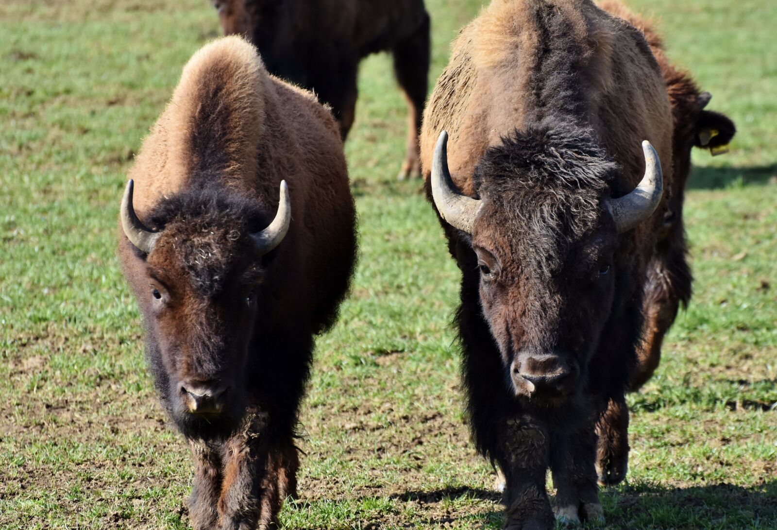 Nikon D7200 sample photo. Bison, buffalo, horns photography