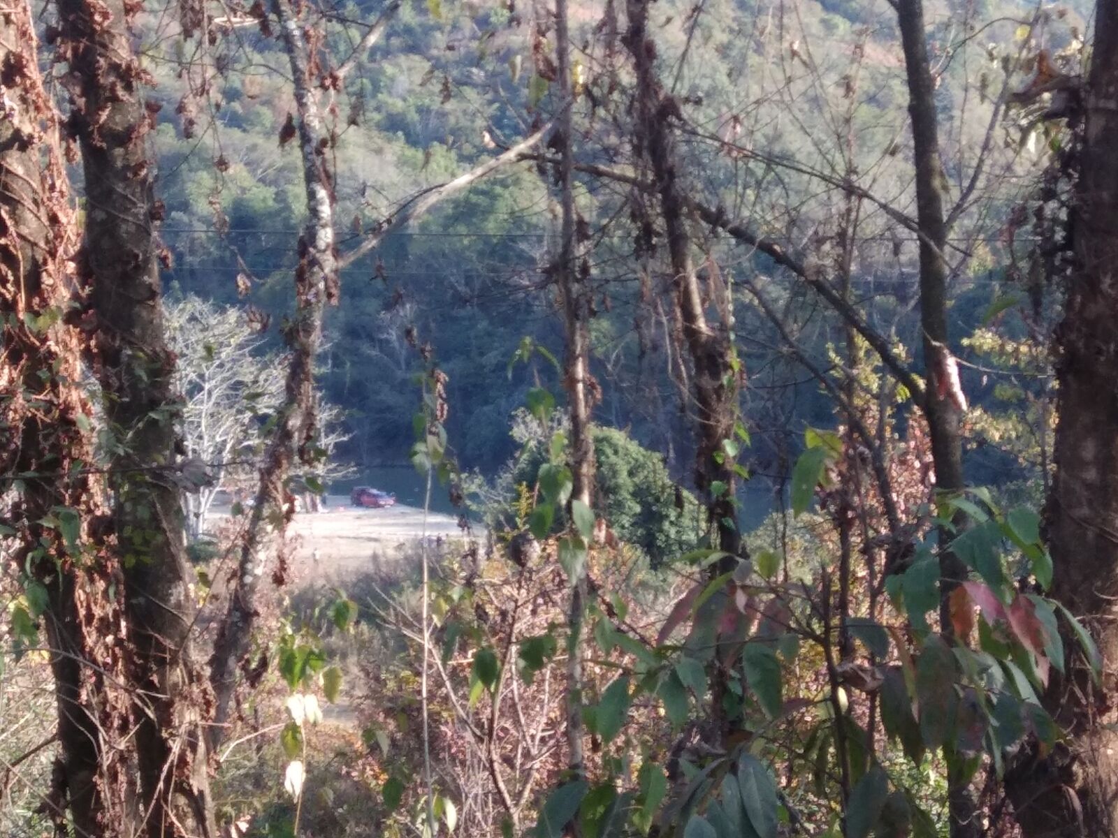 Xiaomi Redmi Note 4 sample photo. Landscape, jungle, trees photography