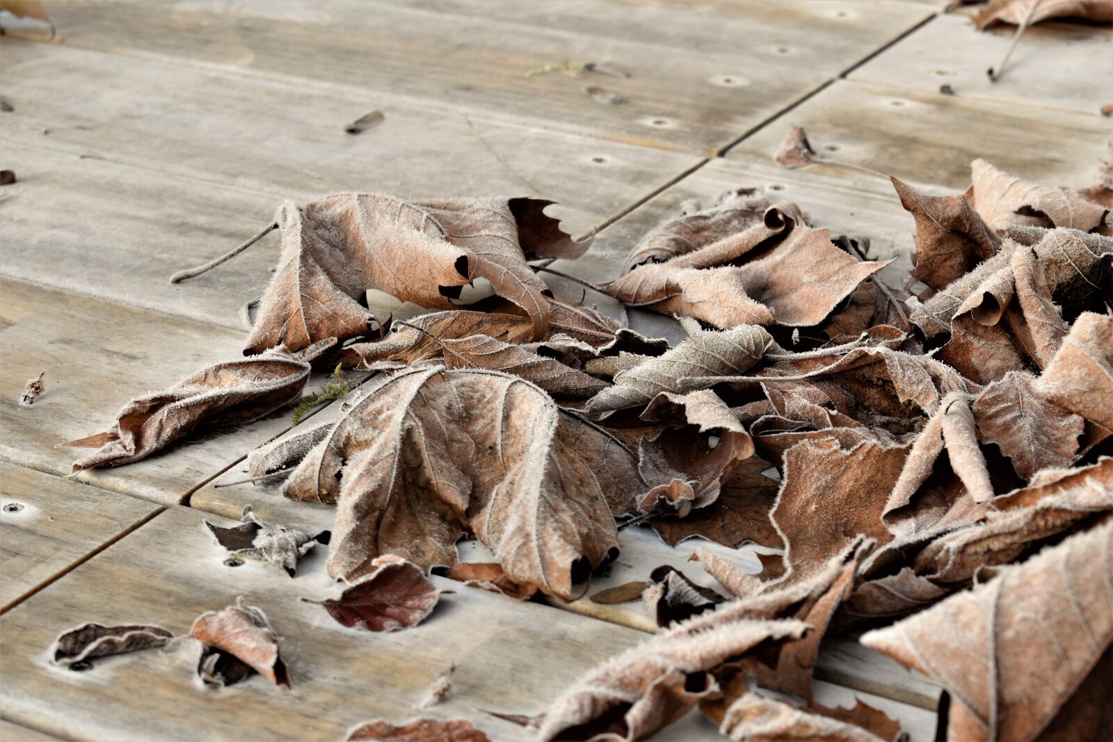 Nikon D5500 sample photo. Leaves, autumn, winter photography