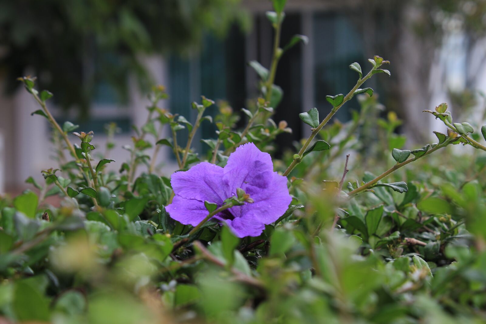 Canon EOS 550D (EOS Rebel T2i / EOS Kiss X4) sample photo. Natural, flower, nature photography