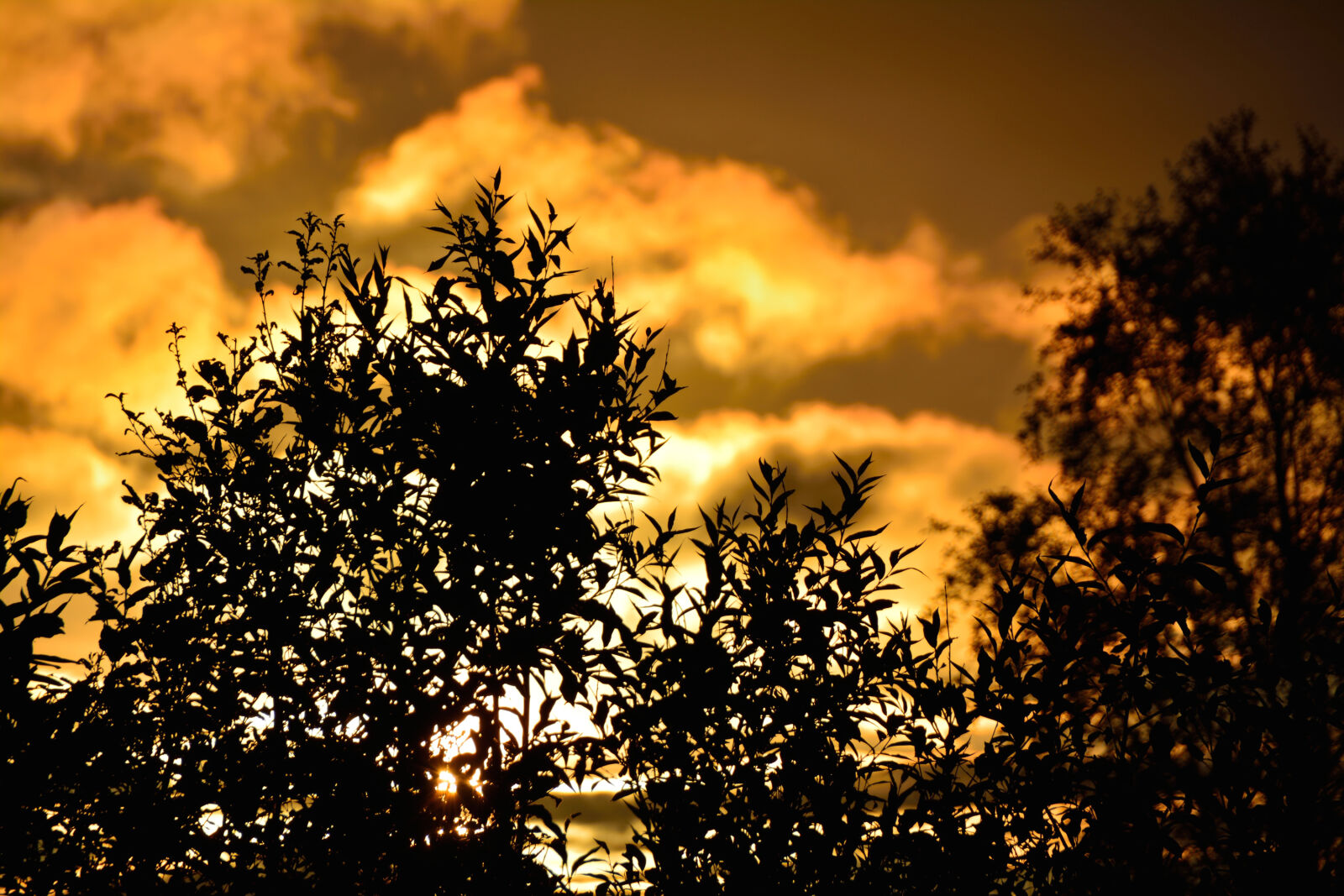 Nikon D5200 sample photo. Bush, shrub, sun photography