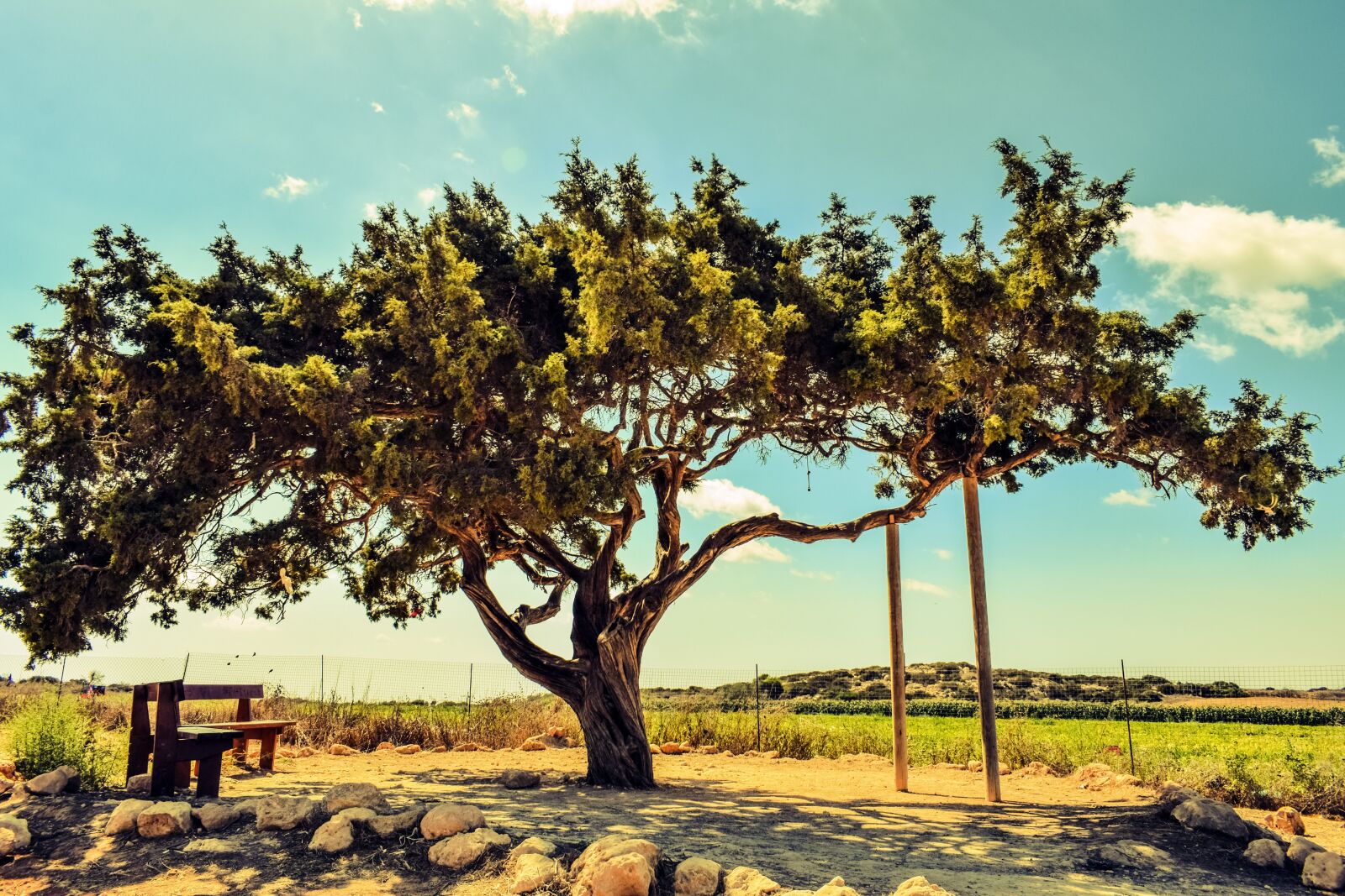 Nikon D3300 sample photo. Cyprus, cavo greko, tree photography