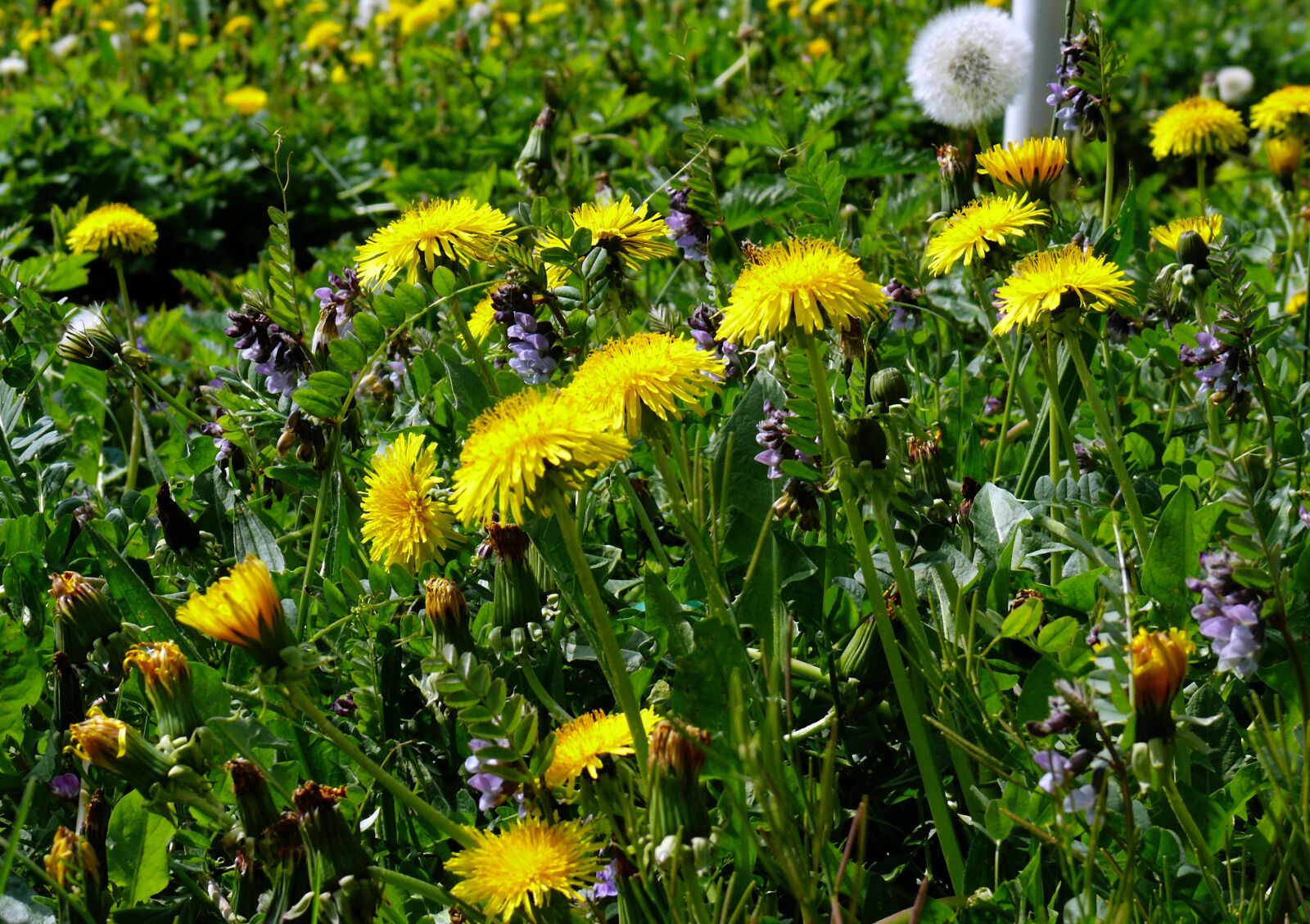 Leica V-LUX 1 sample photo. Dandelion, yellow, flowers photography