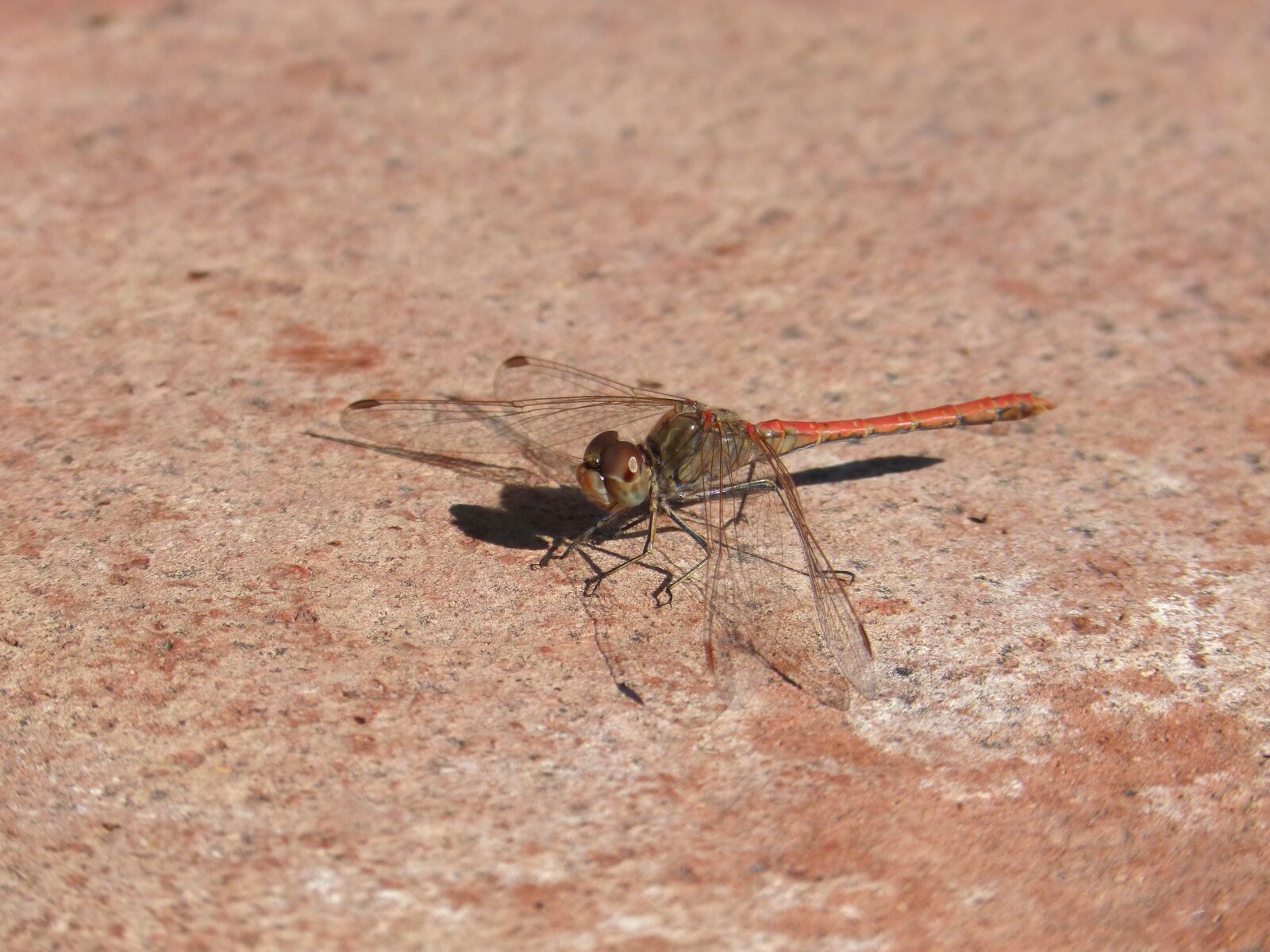 Panasonic DMC-FZ62 sample photo. Dragonfly, red dragonfly, branch photography