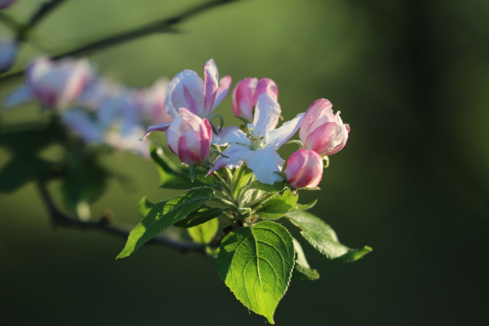 Canon EF 70-300 F4-5.6 IS II USM sample photo. Spring, apple bloom, blooming photography