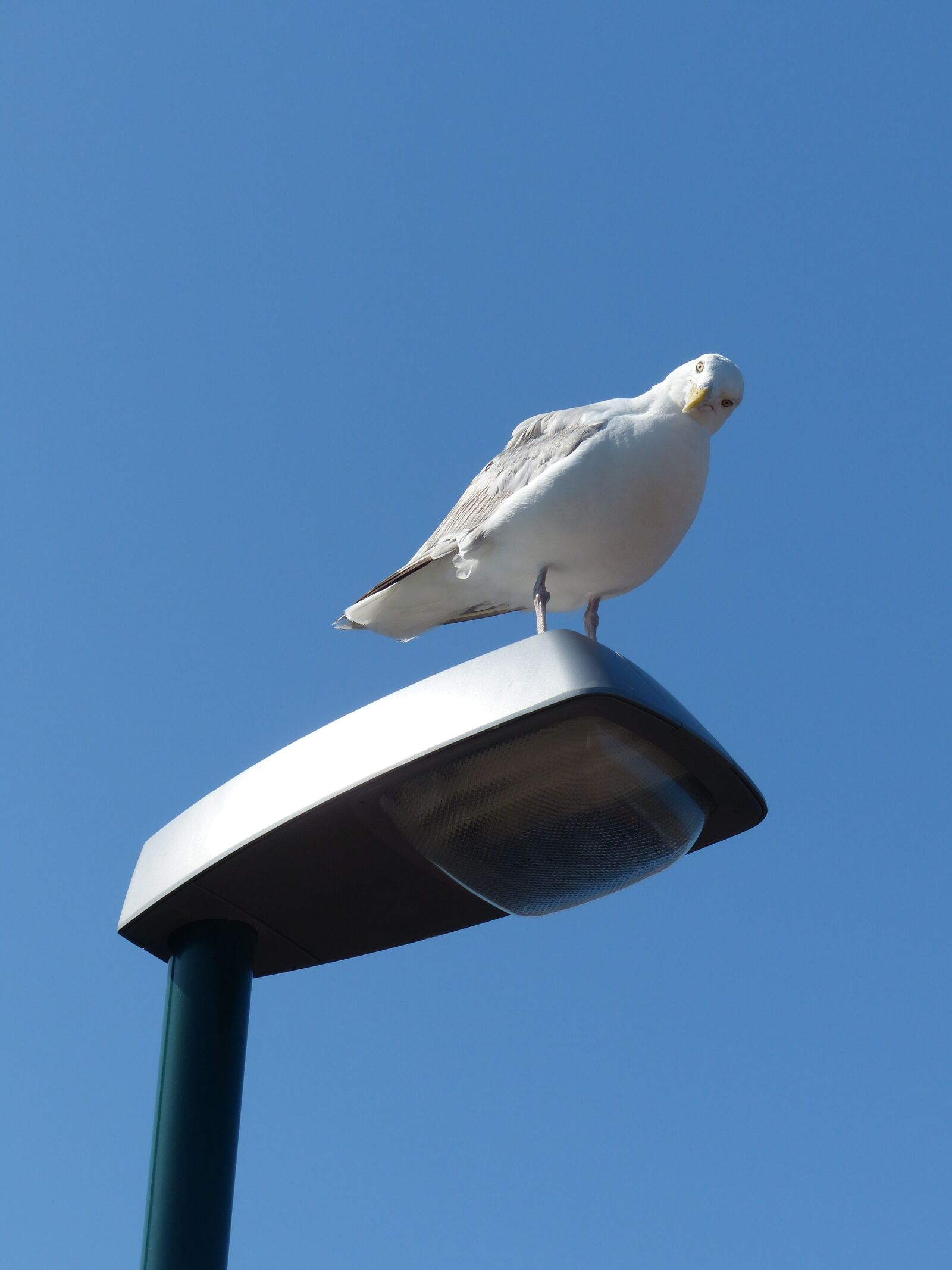 Panasonic Lumix DMC-FZ200 sample photo. Seagull, curious, water bird photography