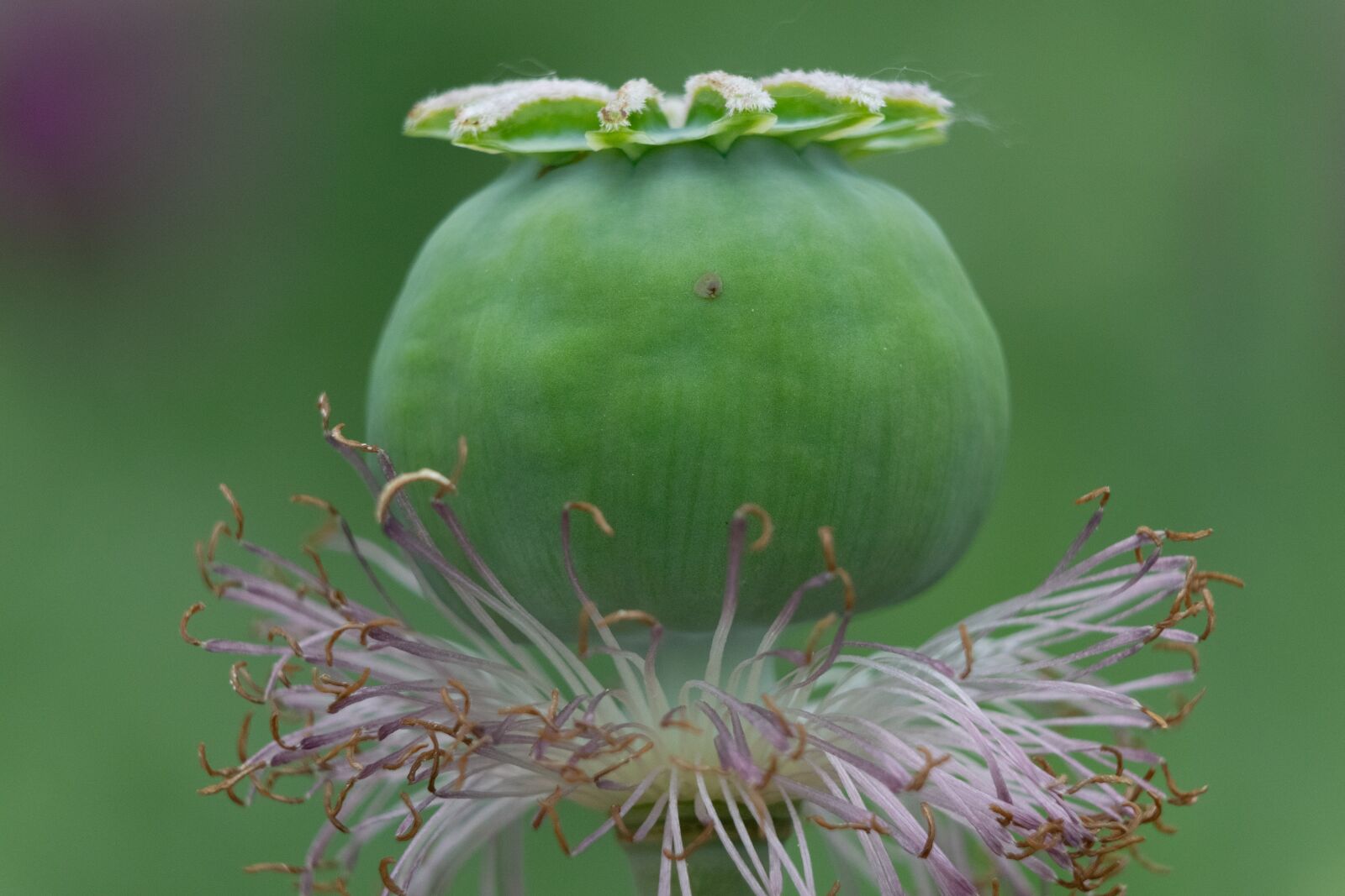 Nikon D3300 sample photo. Poppy, flower, flora photography