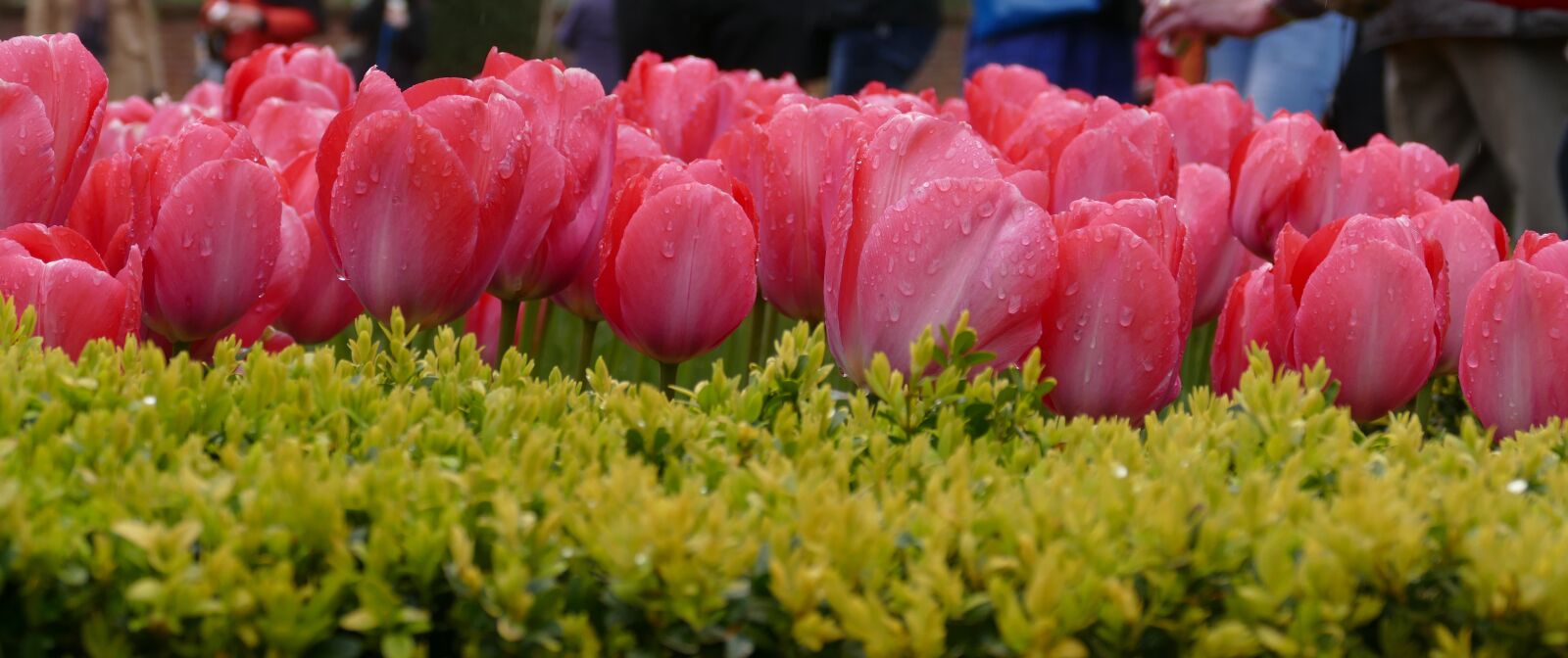 Panasonic Lumix DMC-FZ1000 sample photo. Tulips, nature, garden photography
