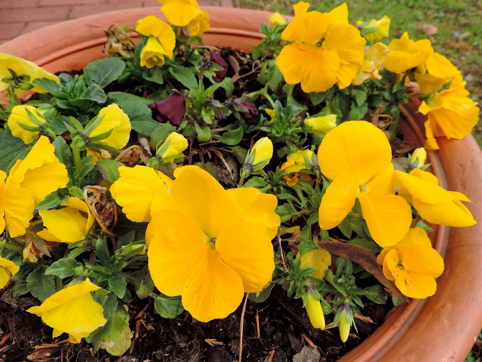 Nikon Coolpix P520 sample photo. Decoration, flowerpot, spring, yellow photography