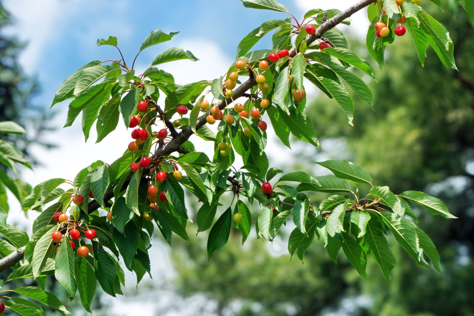 Nikon D5300 sample photo. Cherry, fruit, red photography
