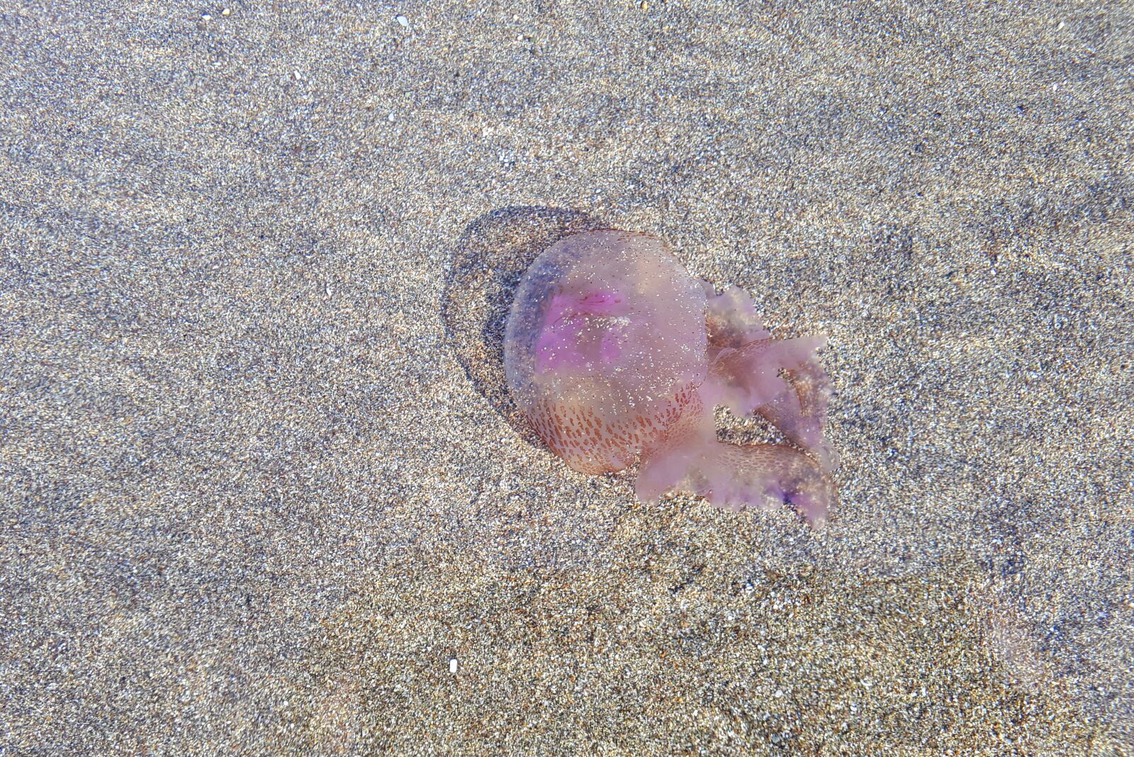 Samsung Galaxy A5(2017) sample photo. Jellyfish, sea, vacations photography