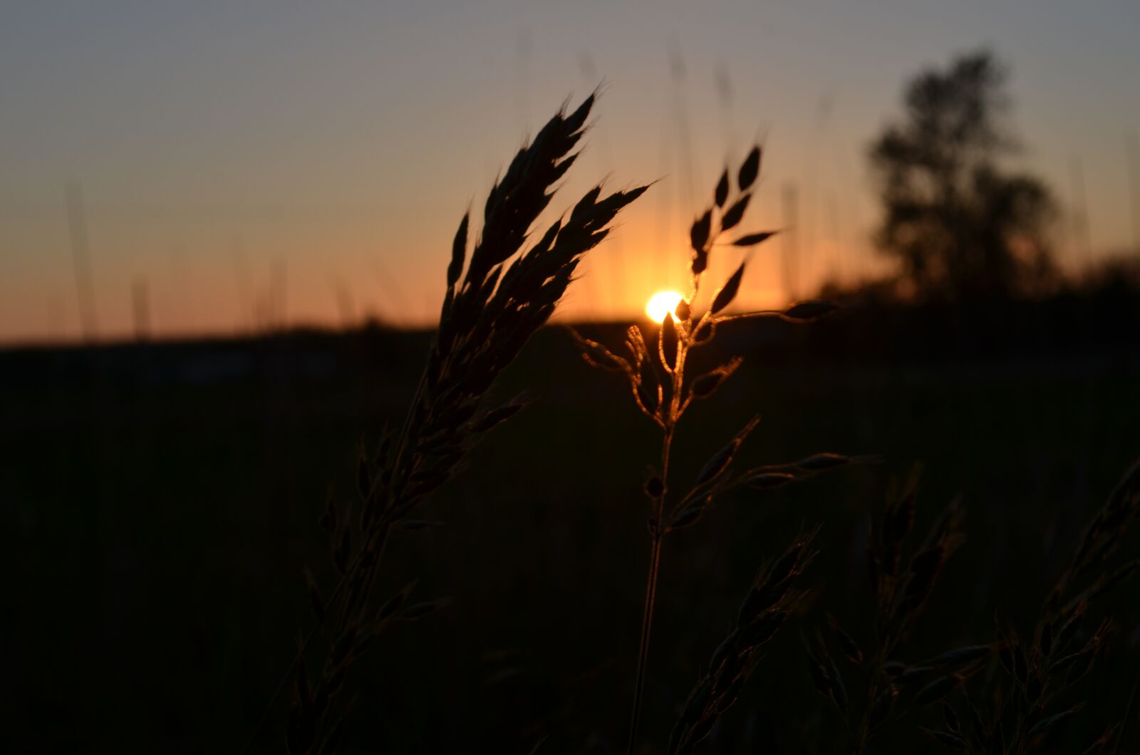 Nikon D5100 sample photo. Backlighting, dike, north sea photography