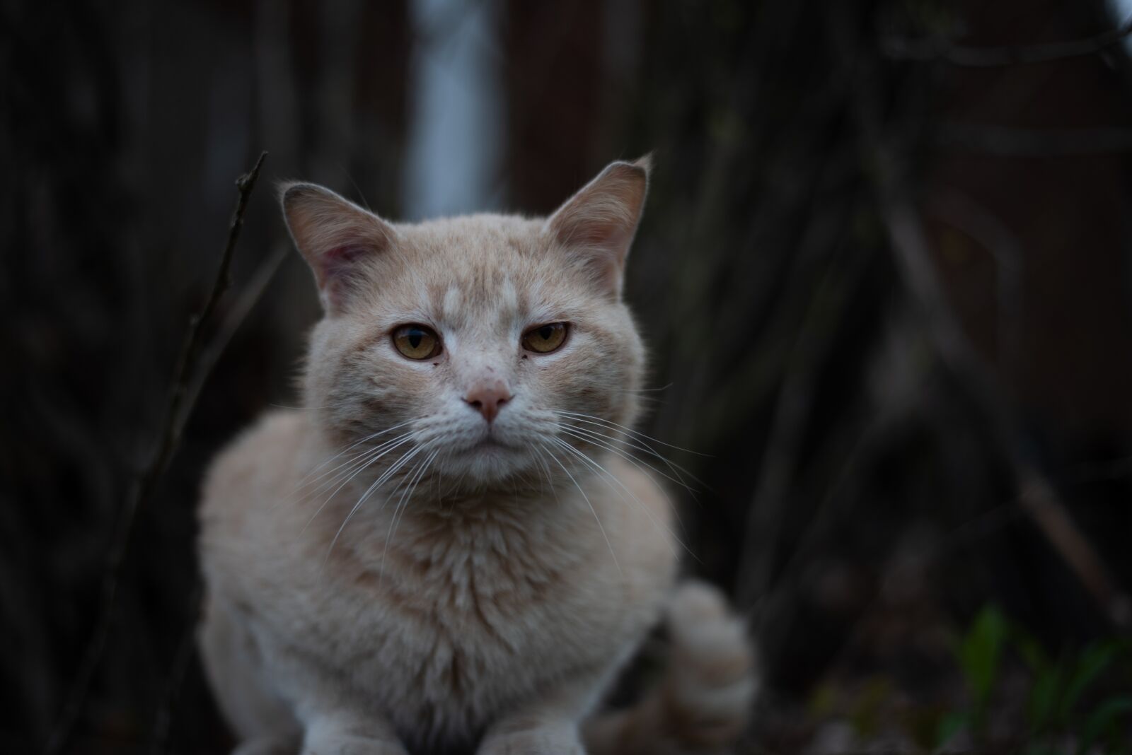Nikon D810 sample photo. Cat, kitty, tabby photography