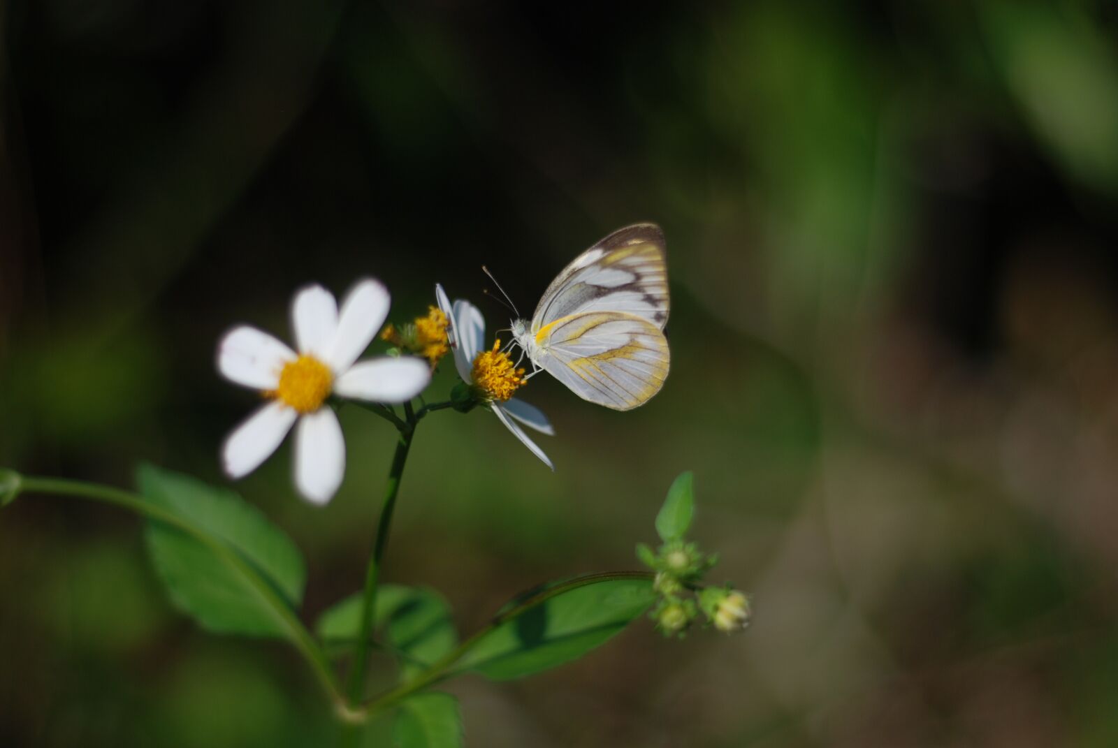Nikon D80 sample photo. Butterfly, flower, page photography