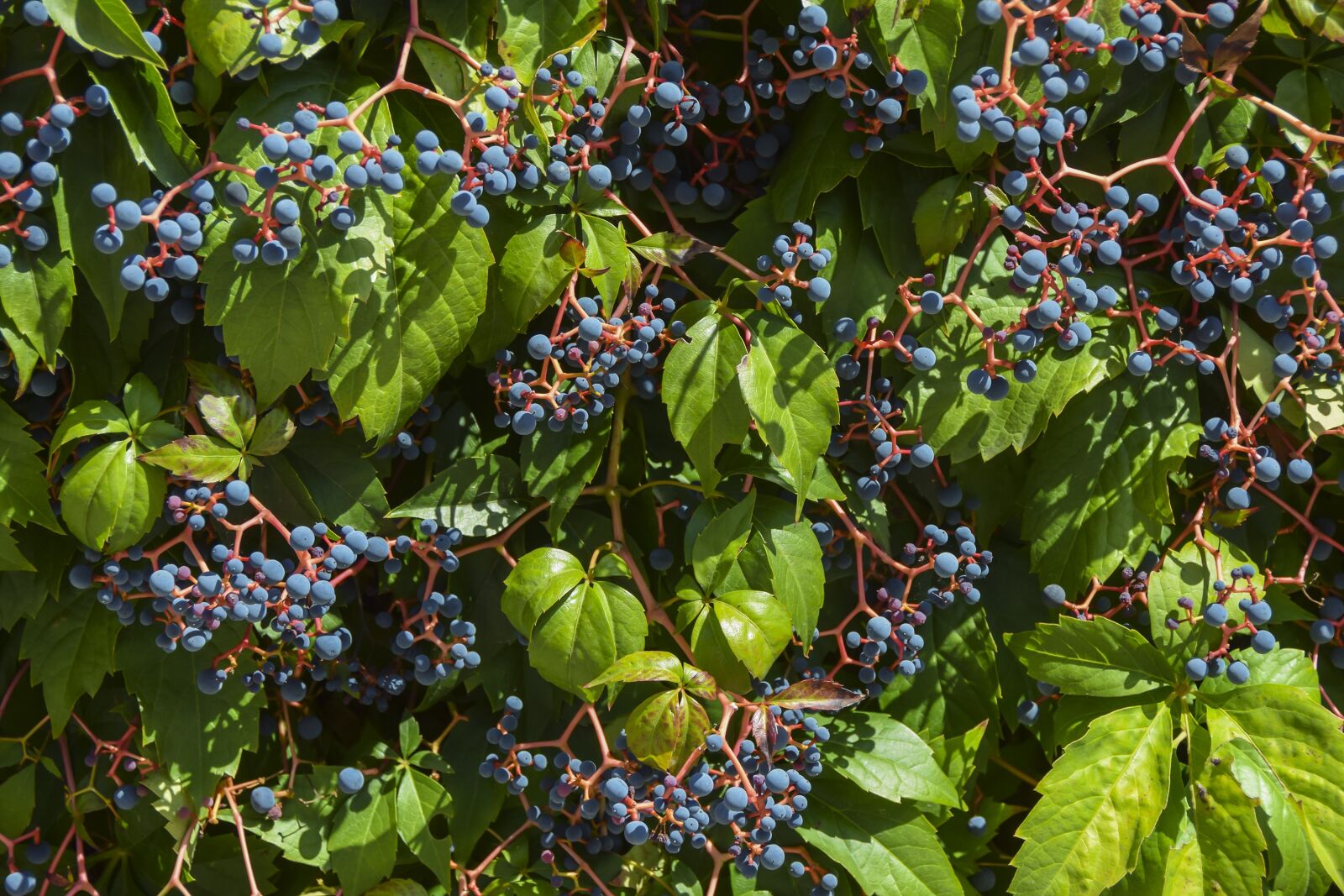 Nikon D5300 sample photo. Vineyard, vine, grape photography