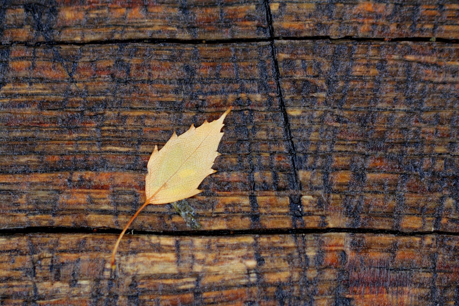 Canon EOS 70D + Canon TAMRON SP 90mm F/2.8 Di VC USD MACRO1:1 F004 sample photo. Leaf, wood, yellow photography