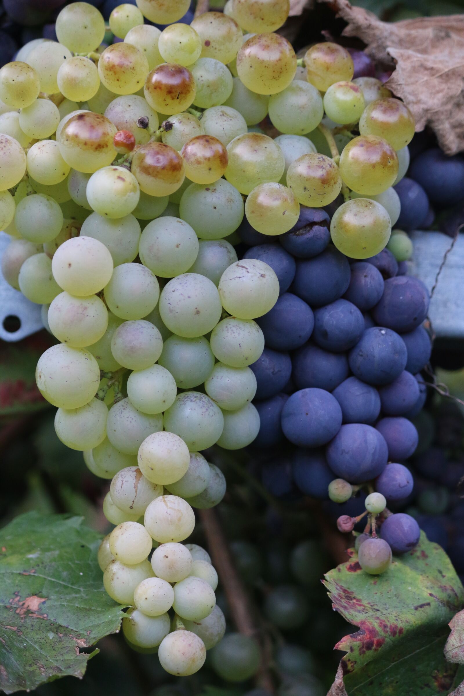 Canon EOS 70D + Canon EF-S 55-250mm F4-5.6 IS II sample photo. Grape, fall, fruit photography