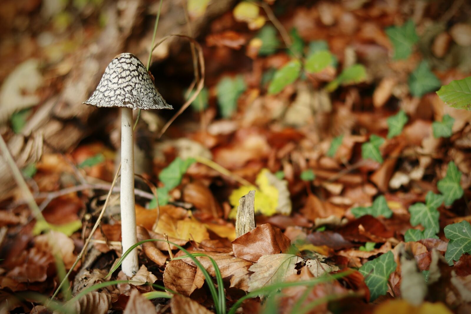 Canon EOS 750D (EOS Rebel T6i / EOS Kiss X8i) sample photo. Mushroom, autumn, rac photography