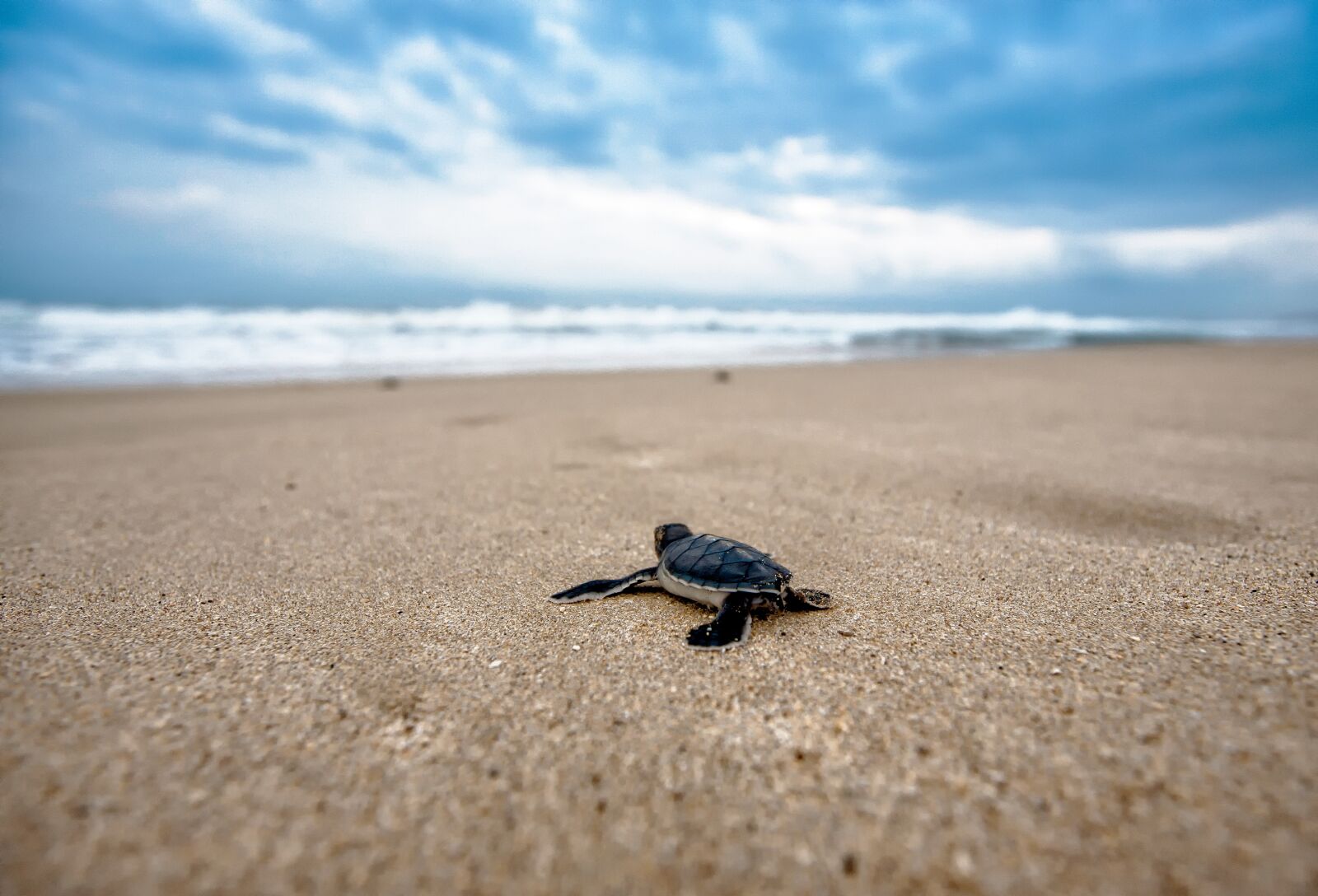 Canon EOS 5D sample photo. Turtle, coast, amphibian photography