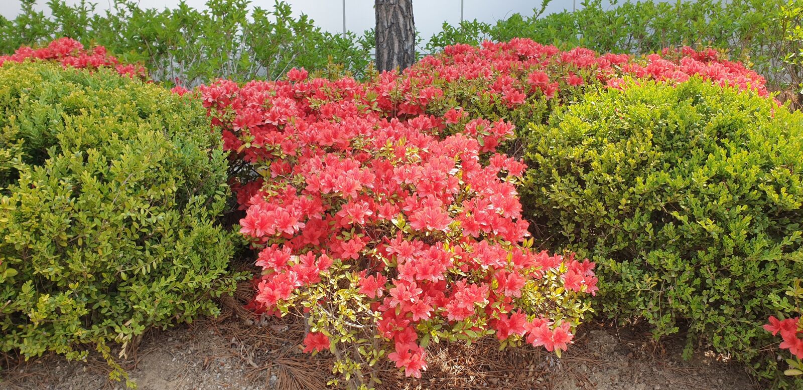 Samsung Galaxy Note9 sample photo. Spring, azalea, nature photography