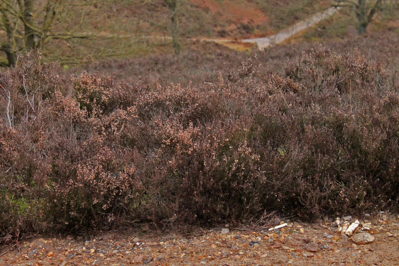 Canon EOS 1100D (EOS Rebel T3 / EOS Kiss X50) sample photo. Heide, hamburg, nature reserve photography