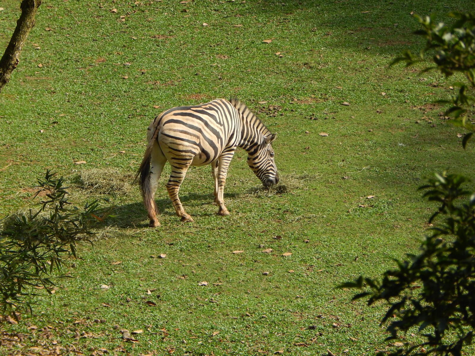 Nikon Coolpix L820 sample photo. Zebra, zoo, animal photography