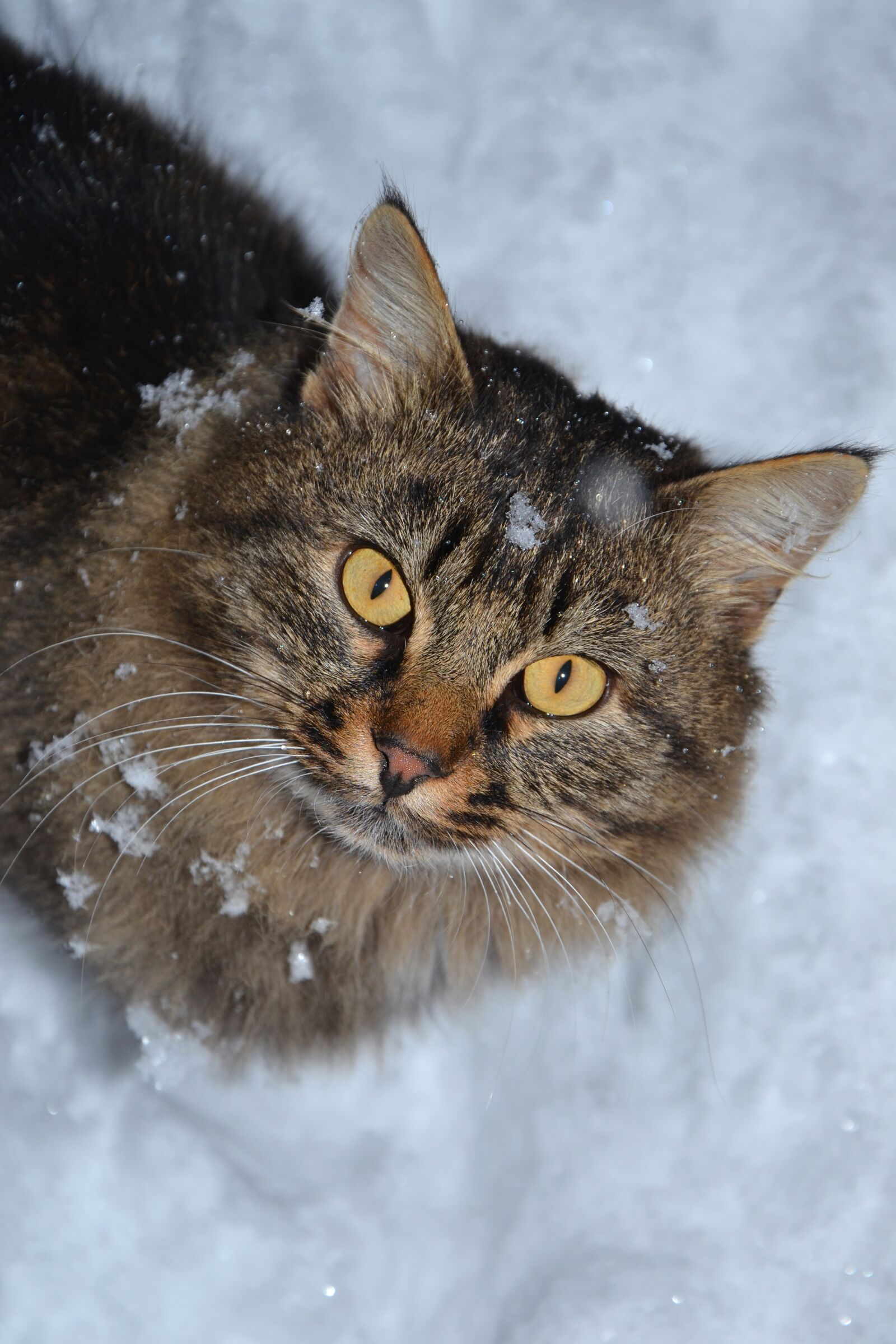 Nikon D3100 sample photo. Cat siberian, animal, winter photography