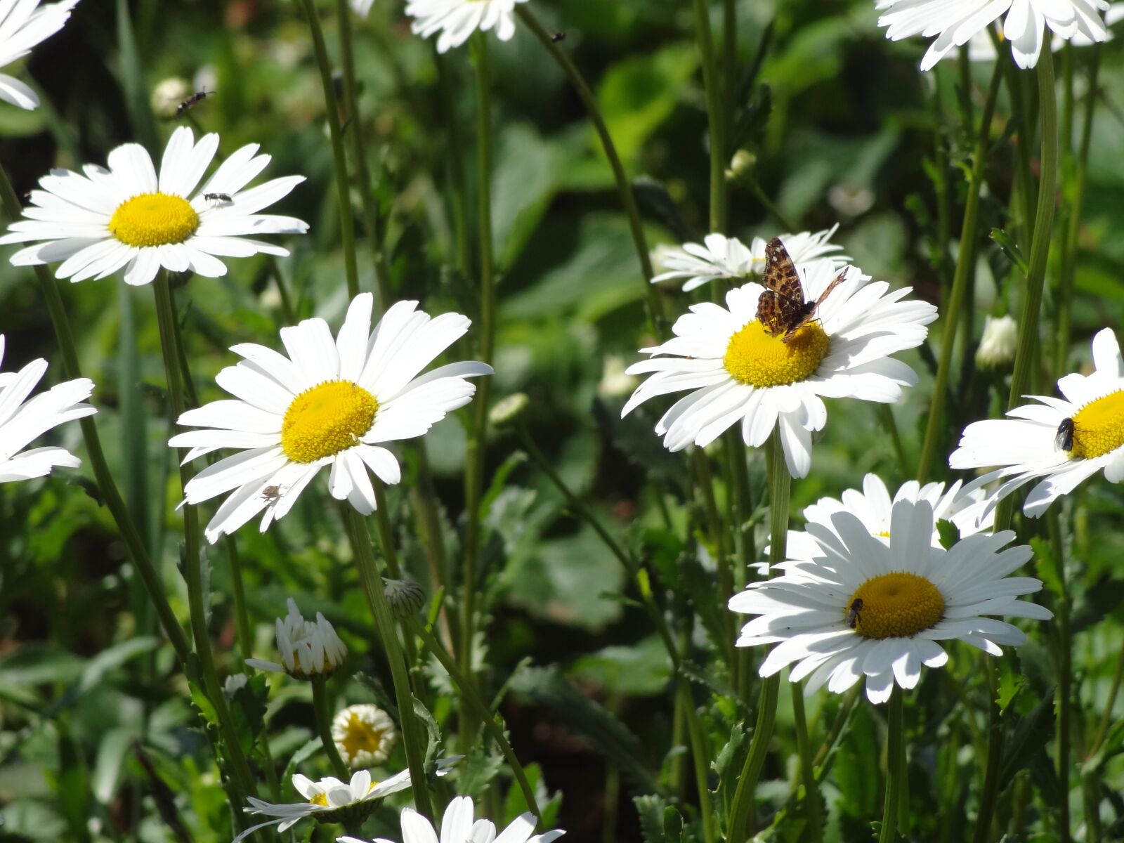 Sony Cyber-shot DSC-HX9V sample photo. Nature, sun, summer photography