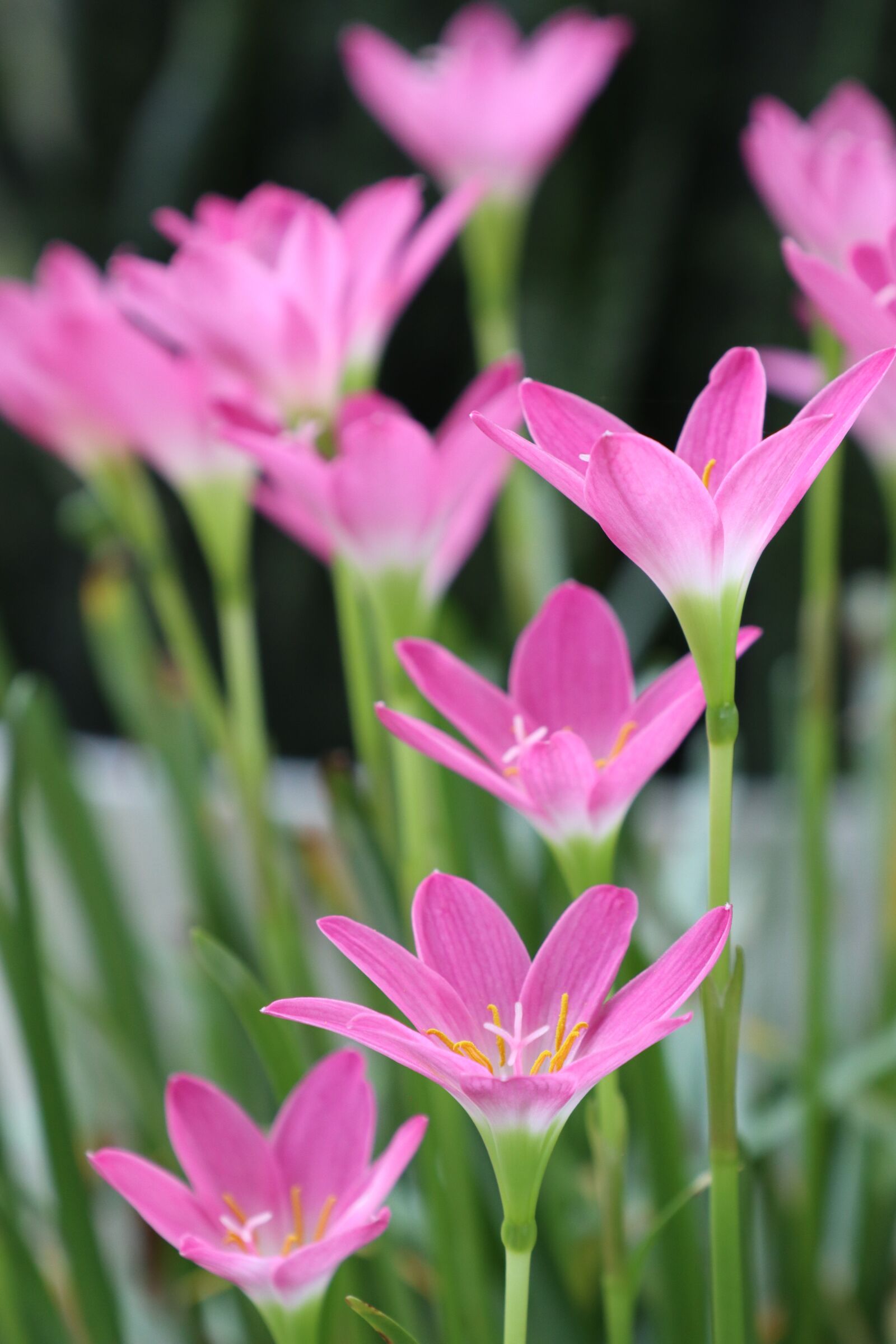 Canon EOS M6 sample photo. Pink flower up path photography