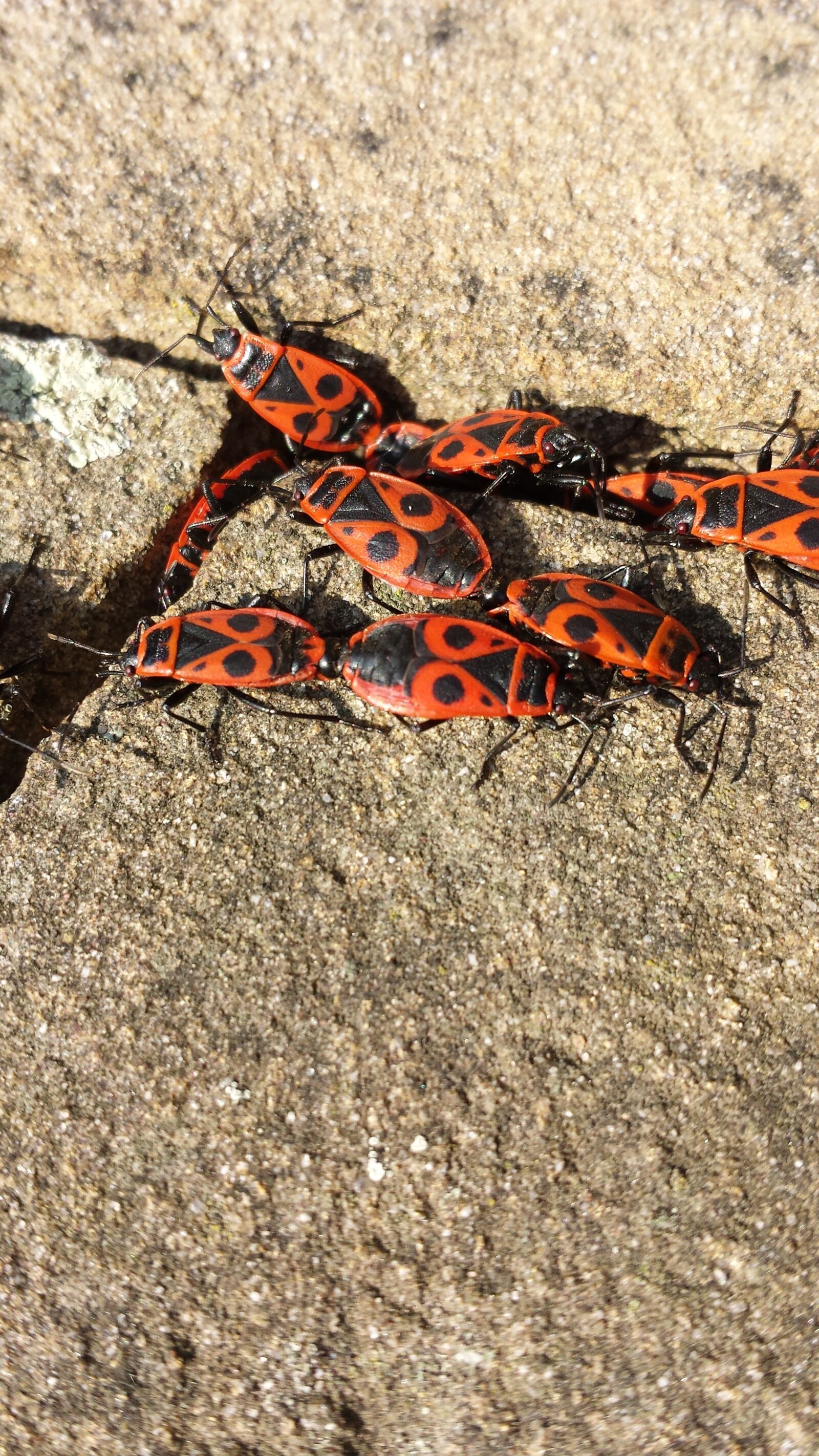 Samsung Galaxy S4 sample photo. Fire wants, nature, insects photography